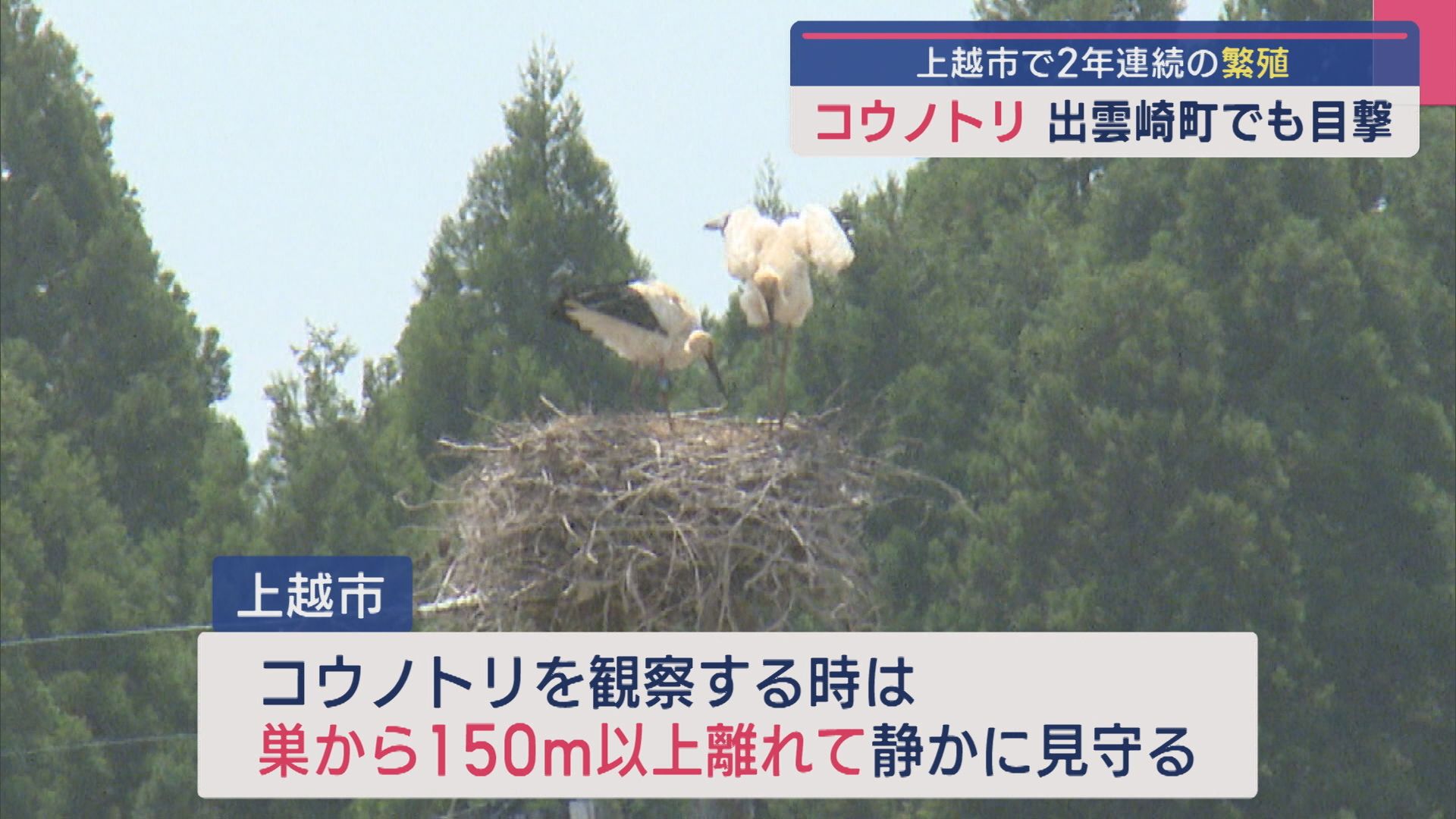 出雲崎町でも目撃！幸せを運ぶ「コウノトリ」上越市で2年連続の繁殖【新潟】 2025年05月19日(月)