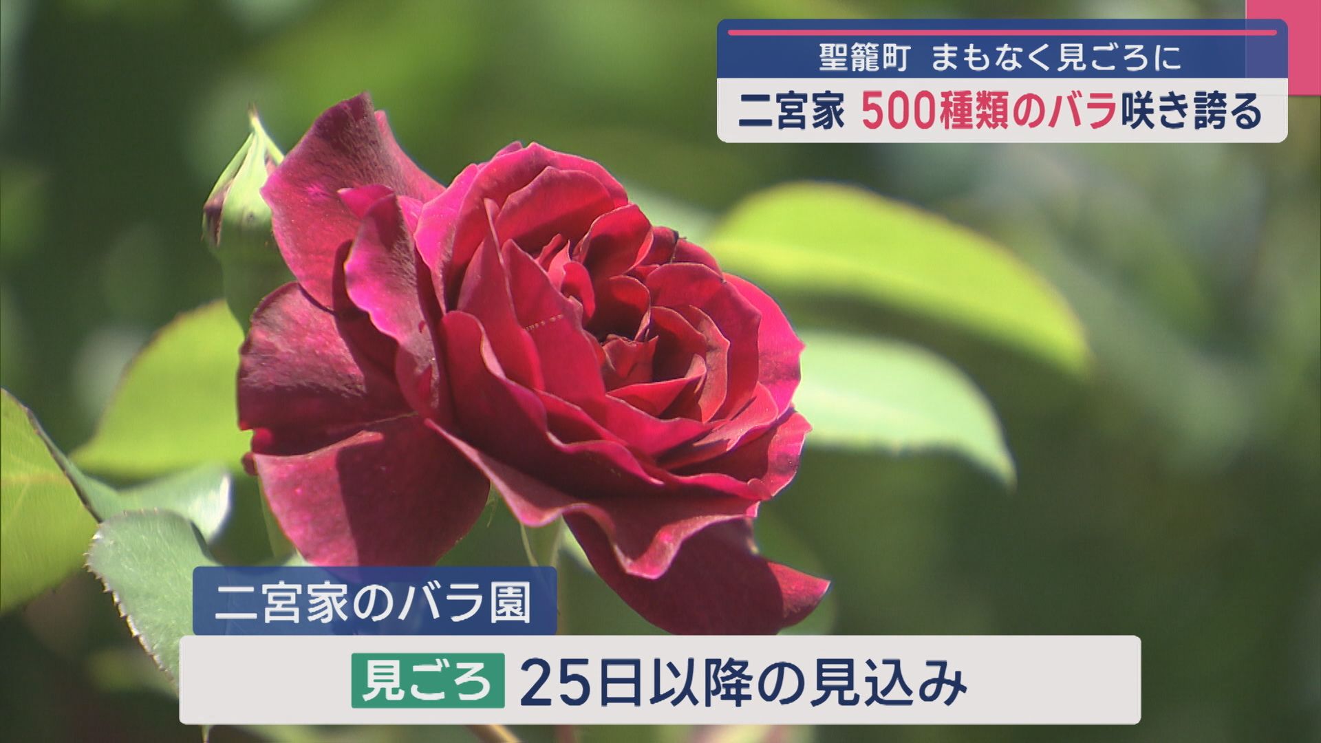 まもなく見ごろ 二宮家「バラ園」一般公開始まる、500種類のバラ咲きほこる【新潟･聖籠町】 2025年05月19日(月)
