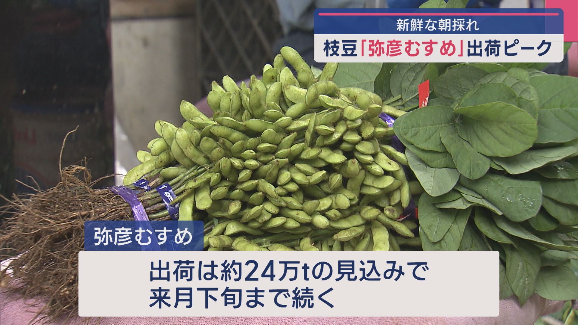 朝採れ！枝付き！県内で最も早い枝豆の品種「弥彦むすめ」出荷ピーク【新潟･弥彦村】 2025年05月22日(木)