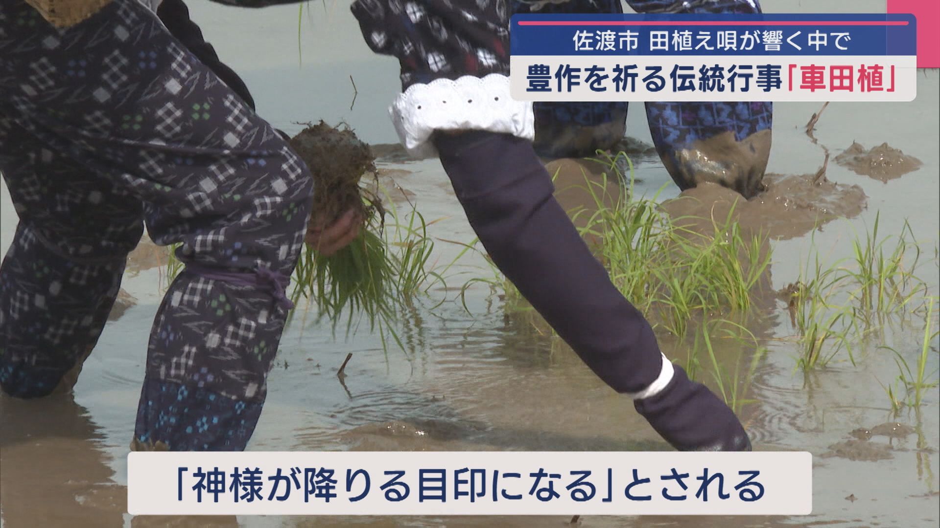 豊作祈る伝統行事「車田植」田植え唄が響く中で「神様が降りる目印になる」とされる独特な植え方【新潟･佐渡市】 2025年05月23日(金)