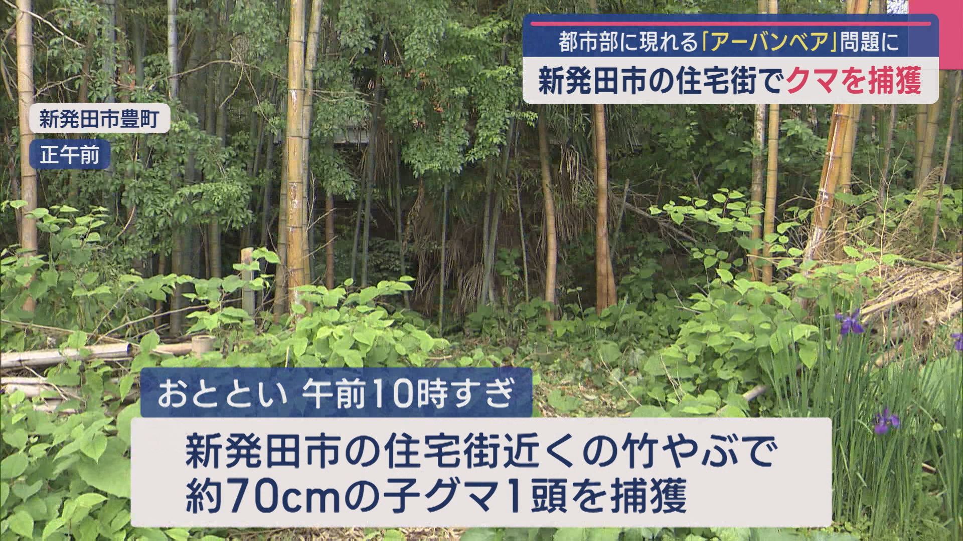 都市部に現れる「アーバンベア」新発田市の住宅街でクマを捕獲、6件の目撃情報も【新潟】