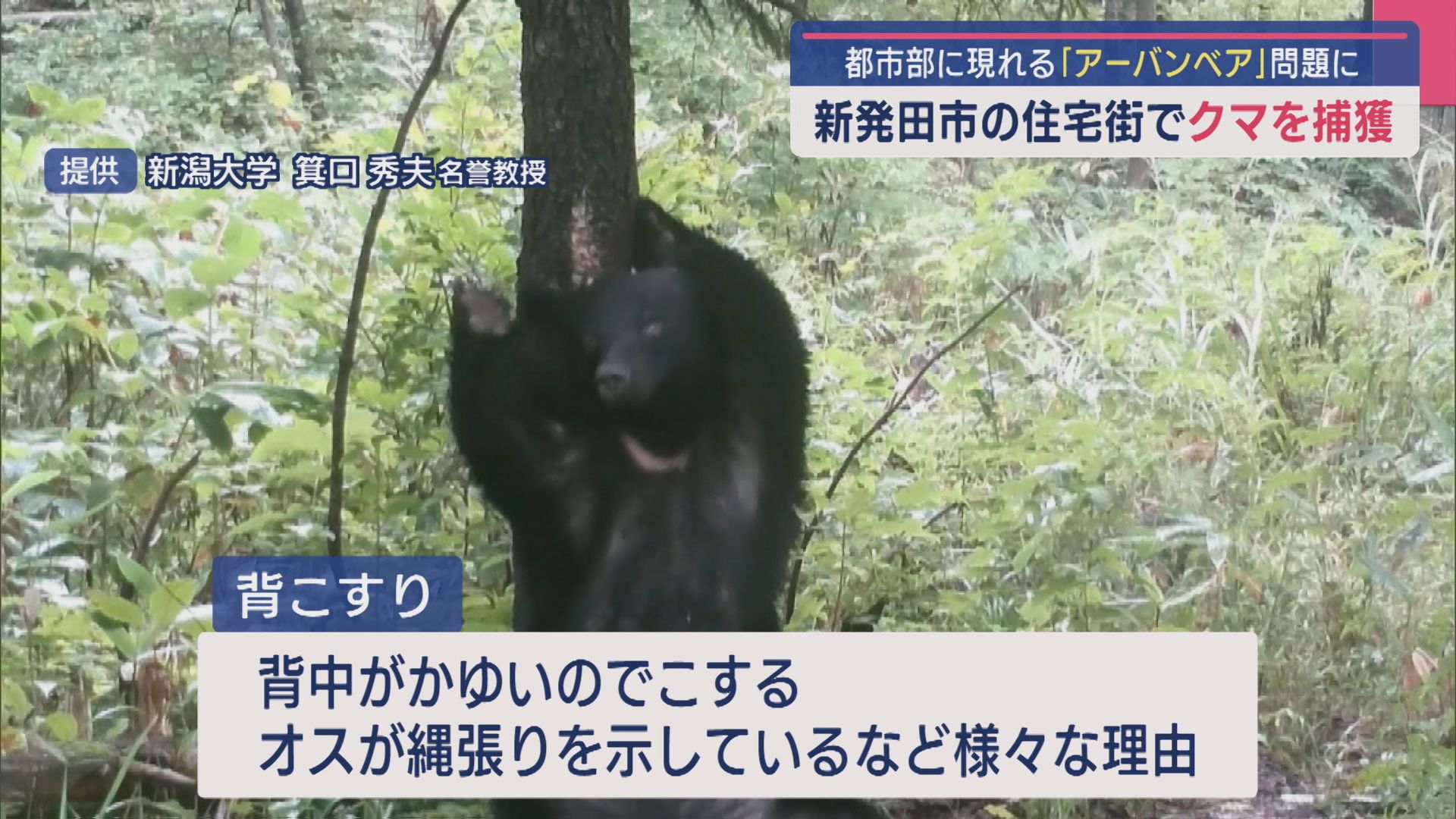 【クマ出没注意】専門家の調査に同行：木の幹に「クマ剥ぎ」「背こすり」があったら注意を【新潟】