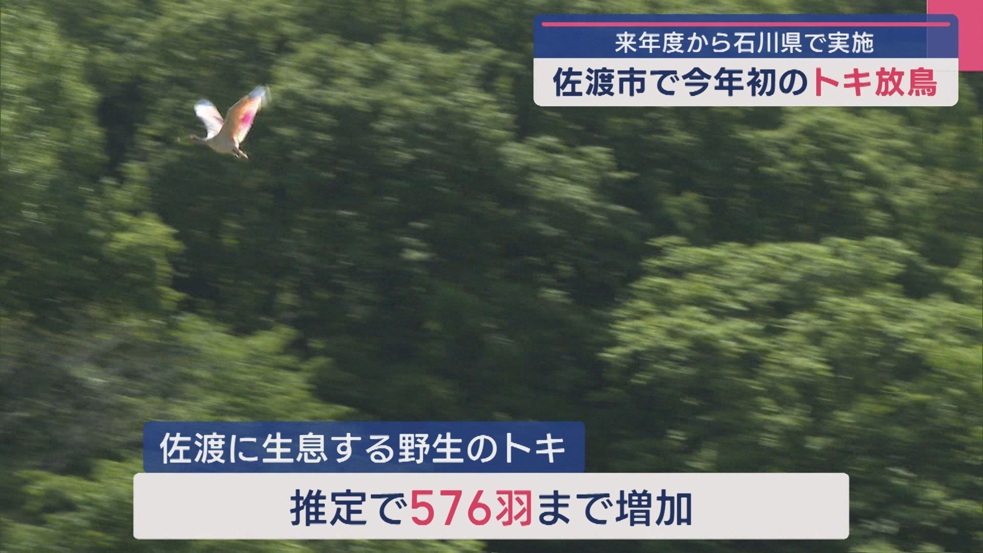 佐渡市で今年初の“トキの放鳥” 来年度から石川県で実施【新潟】 2025年05月28日(水)