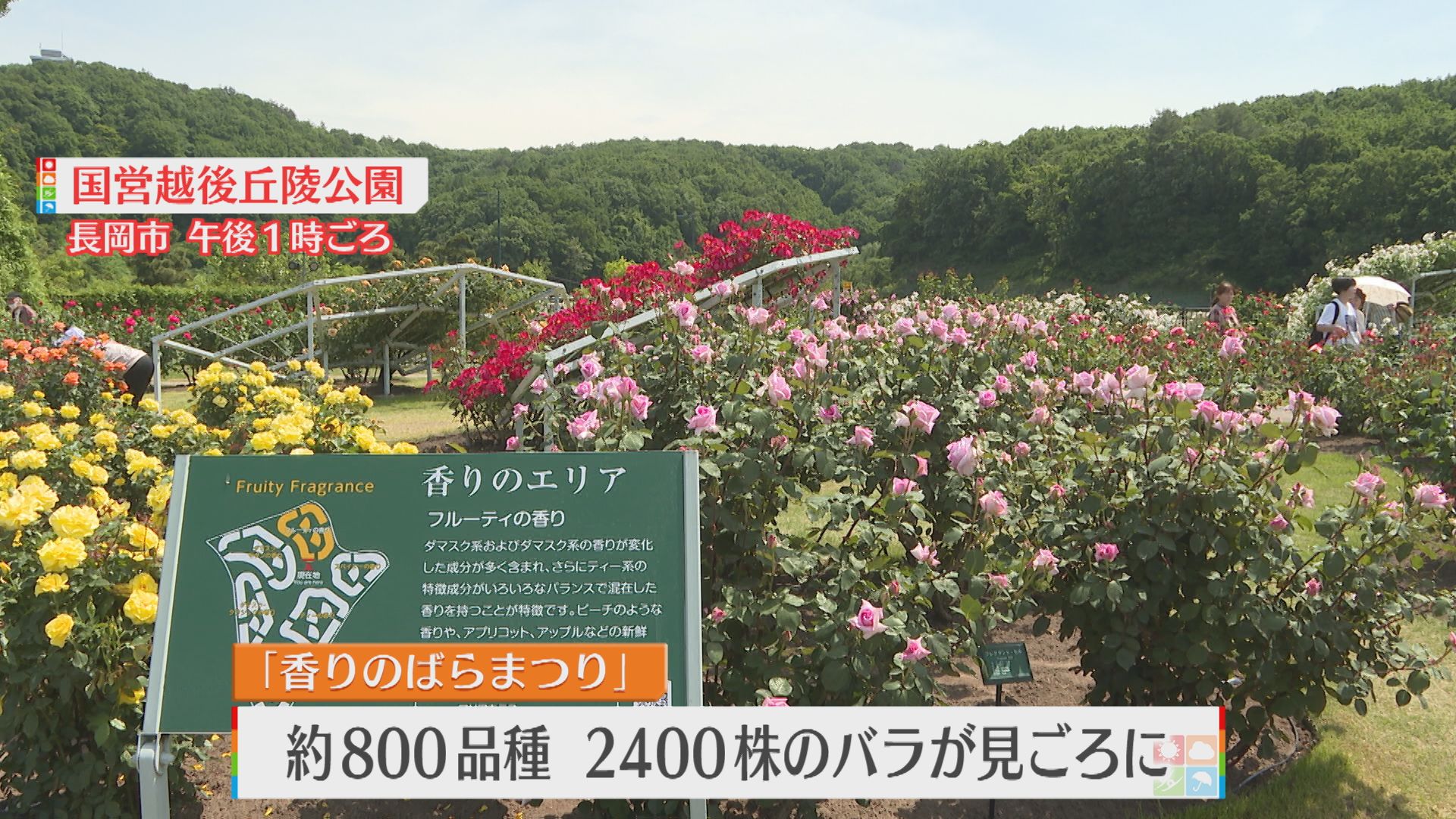 【新潟おでかけ情報】越後丘陵公園で約800品種の〝バラ〟が見ごろに、香りにこだわったバラ園【新潟･長岡市】 2025年05月29日(木)