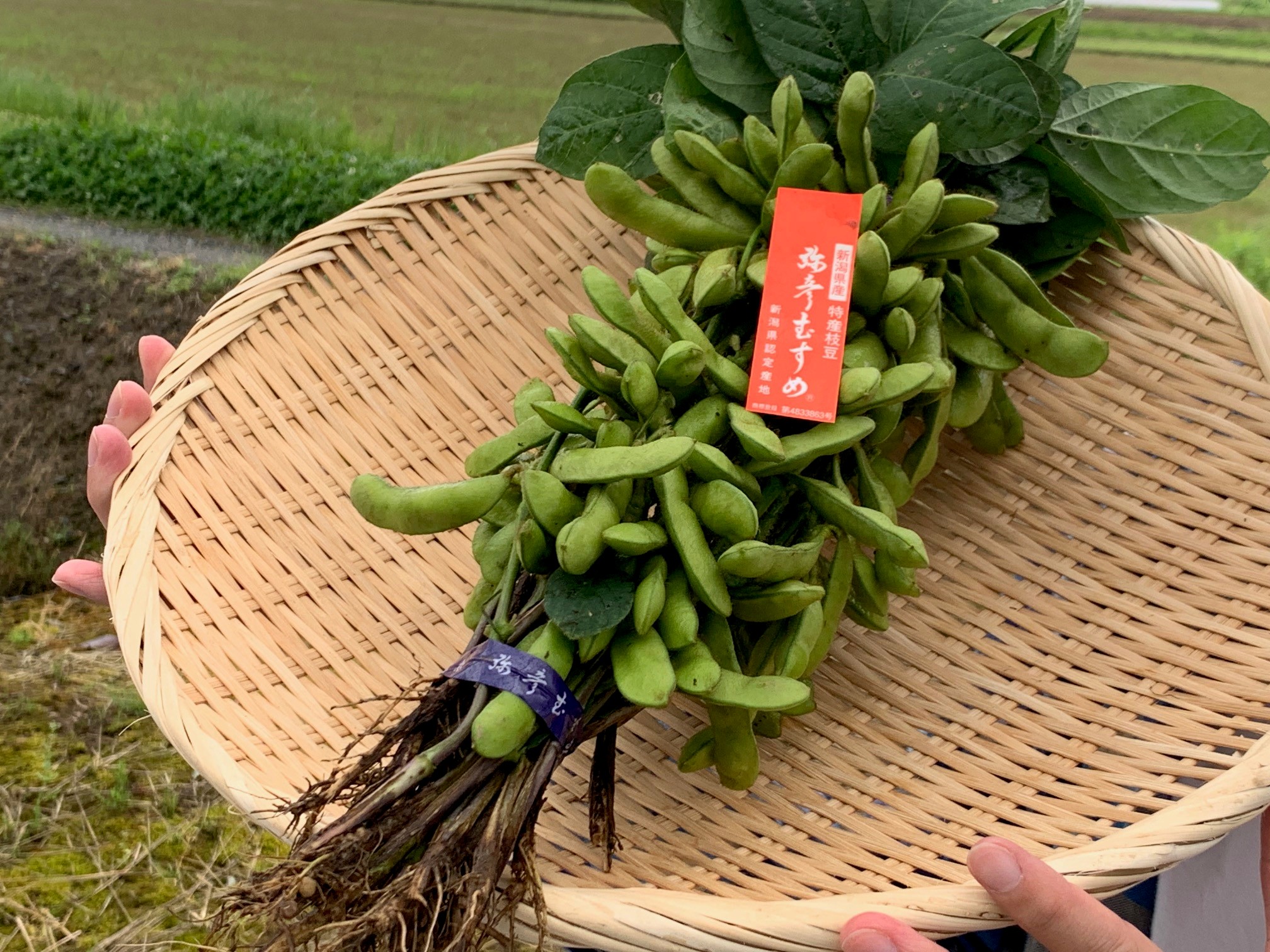県内で最も出荷が早い枝豆！弥彦むすめ収穫現場から生中継