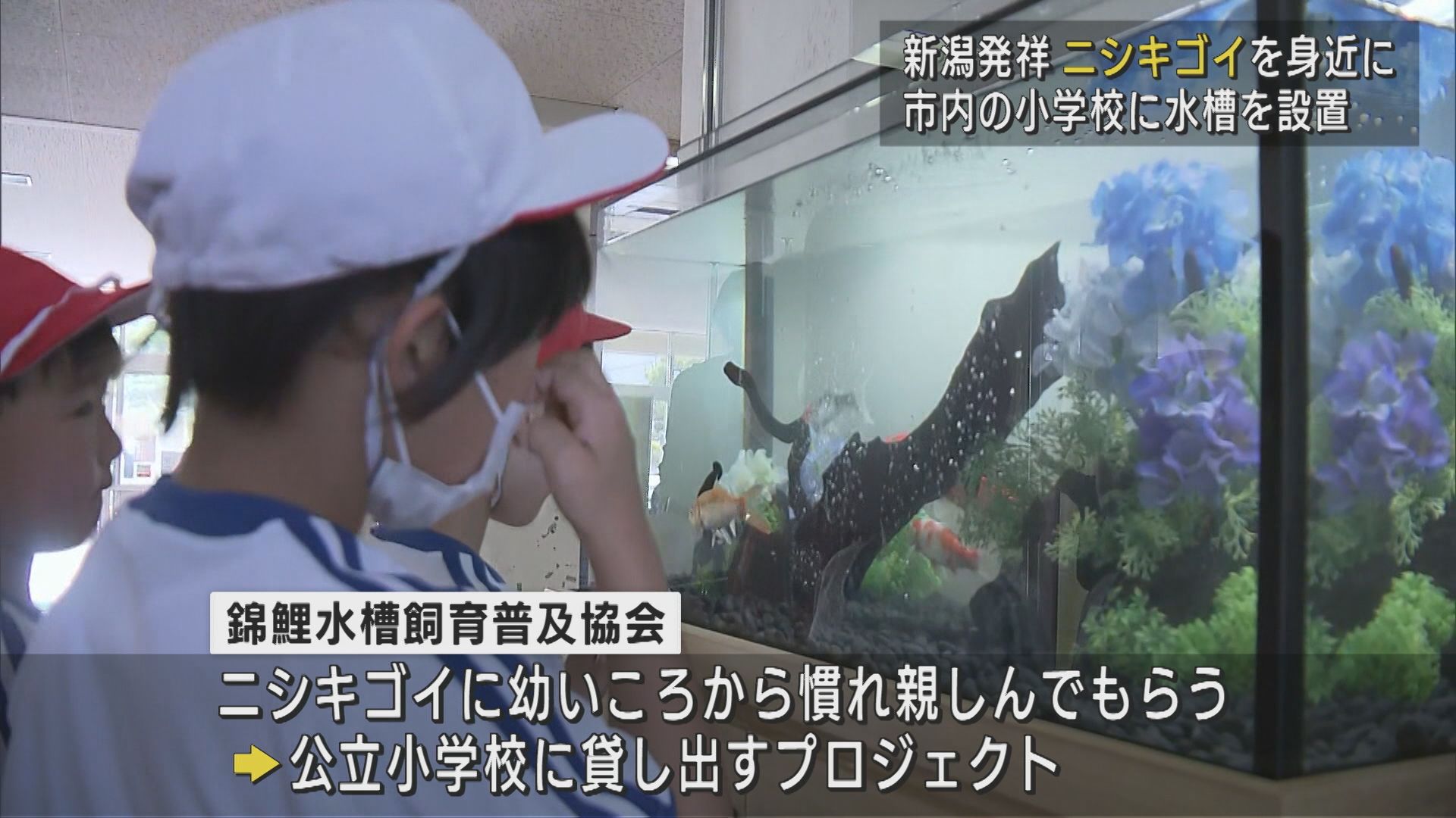 新潟発祥“泳ぐ宝石”「ニシキゴイ」を身近に 新潟市の小学校に水槽設置【新潟】 2025年06月02日(月)