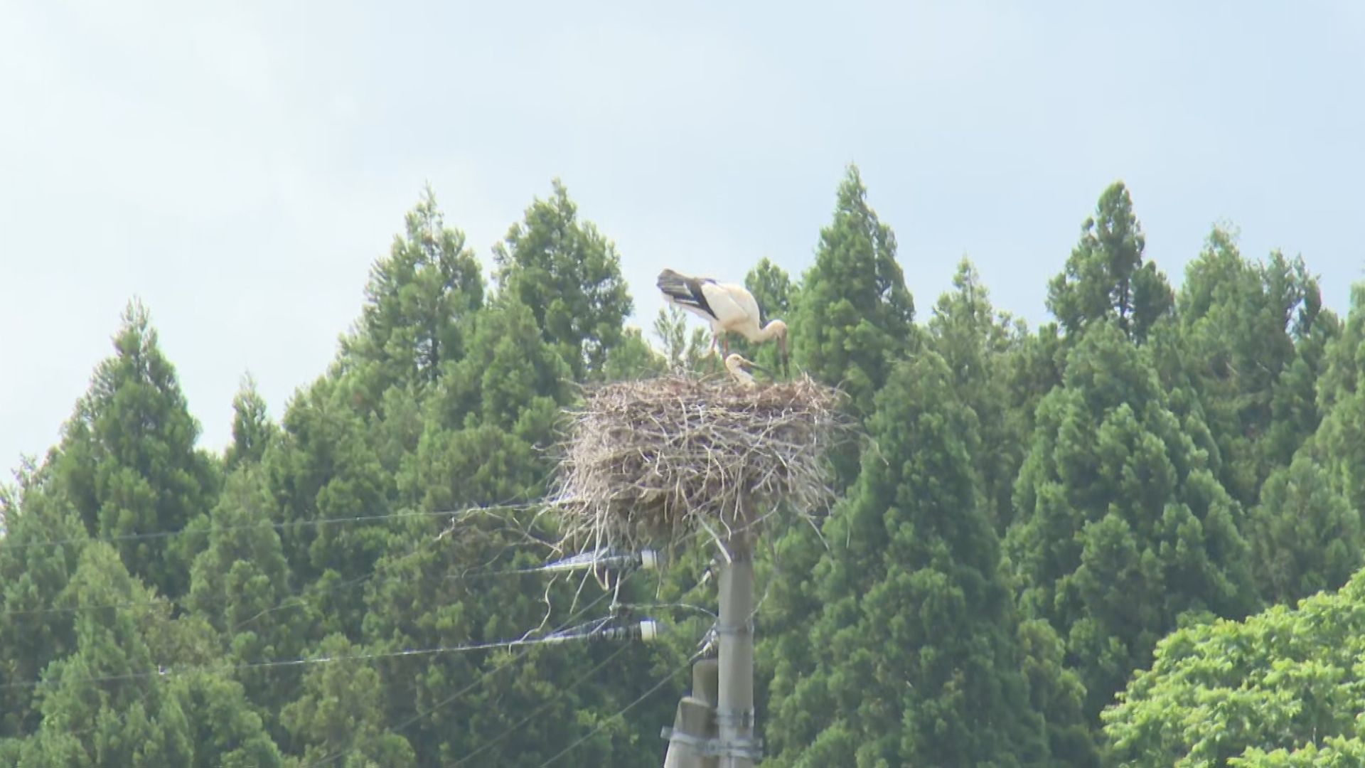 上越市で今年2例目！親鳥がヒナにエサ「コウノトリ」の卵がふ化【新潟】