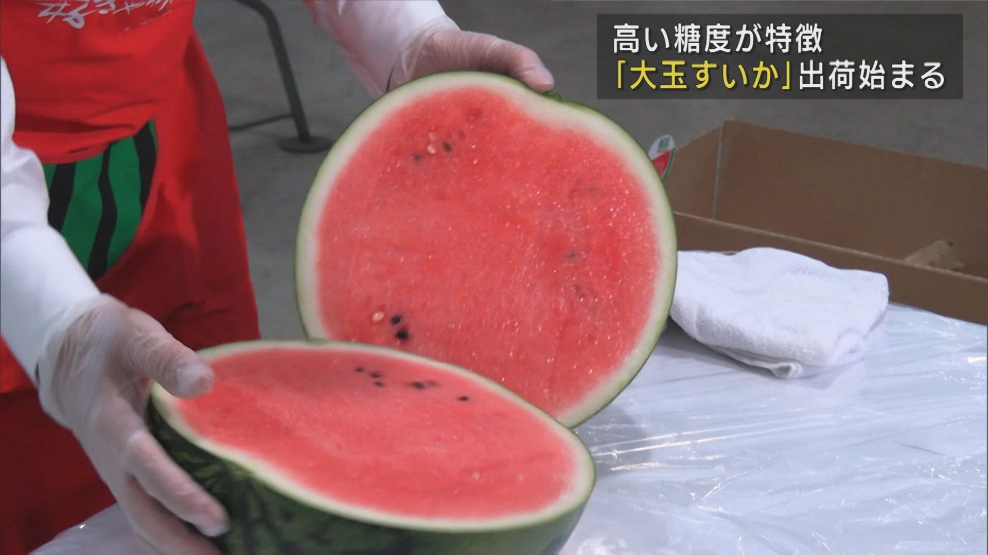 例年に負けない糖度・シャリ感「大玉すいか」出荷はじまる【新潟】