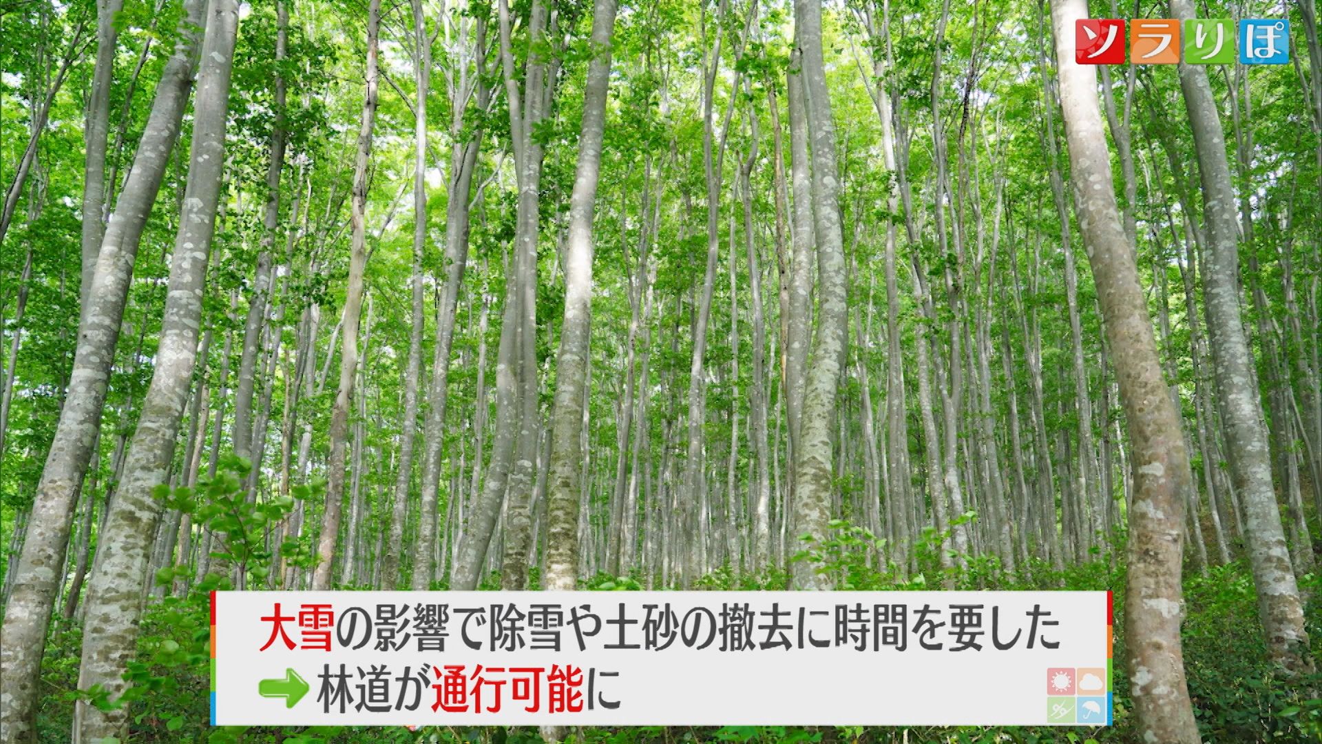 【ひんやりスポット｜森林浴の森100選】標高約800mにある「ブナ林」除雪などが終わり 道が開通【新潟･妙高市】