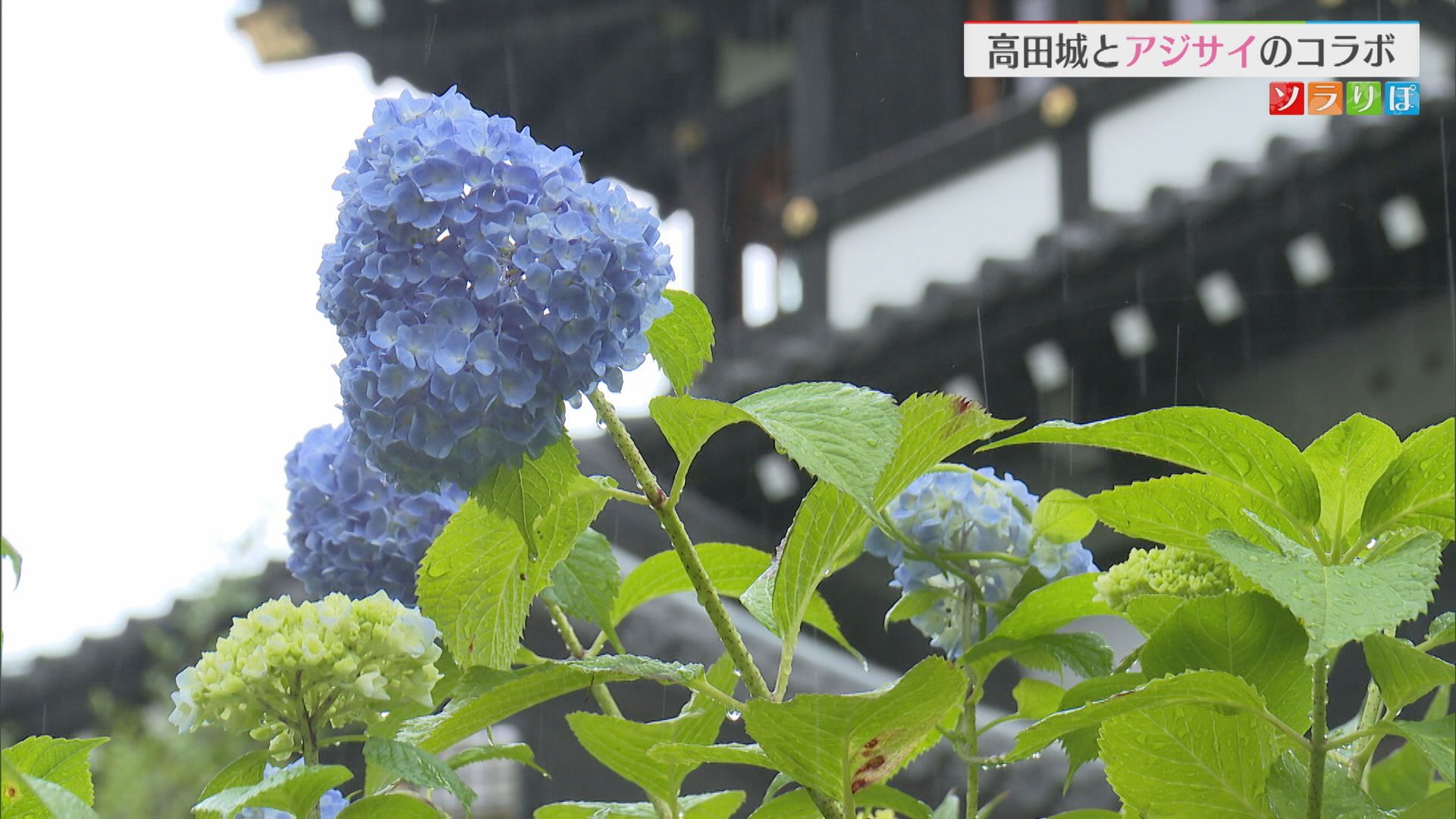 【新潟おでかけ情報】雨も楽しめる『アジサイと高田城』のコラボレーション「雨が降ると映える」【新潟･上越市】 2025年06月11日(水)