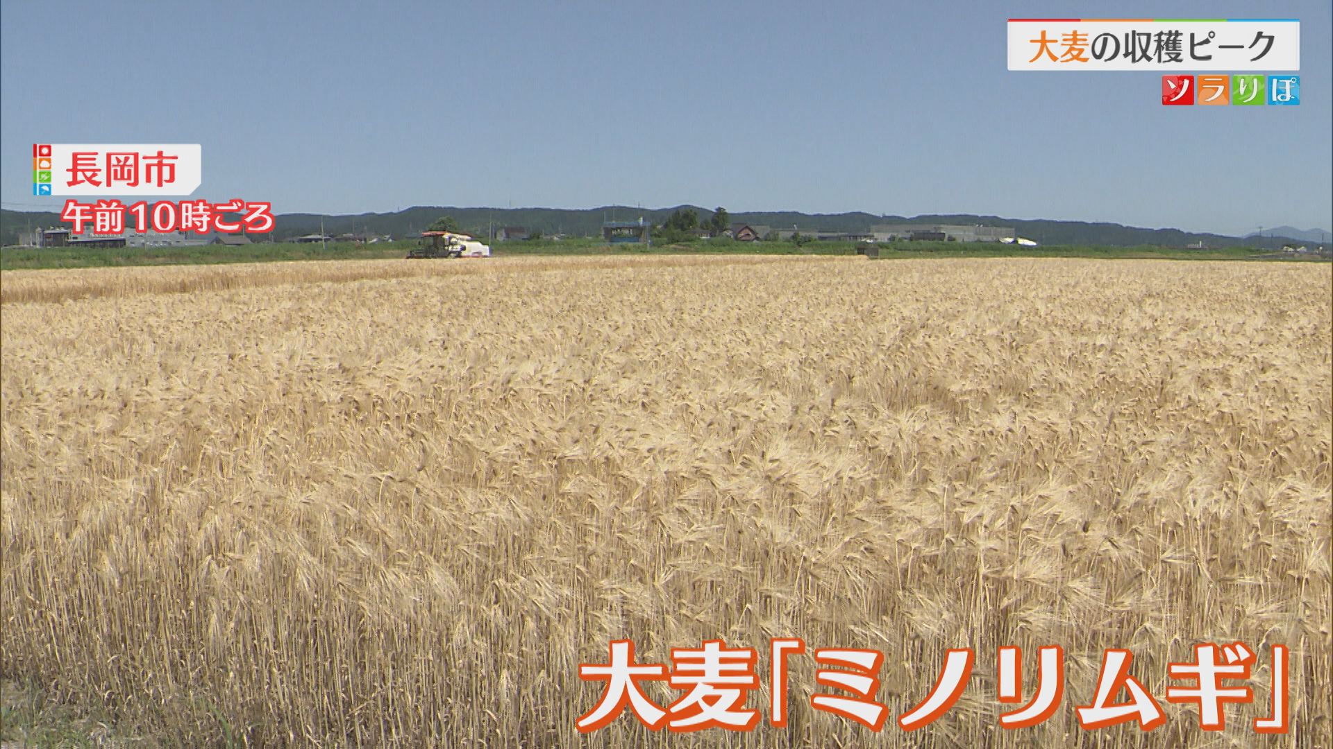 順調に生育！麦茶や麦飯の原材料「大麦」の収穫ピーク【新潟･長岡市】 2025年06月13日(金)