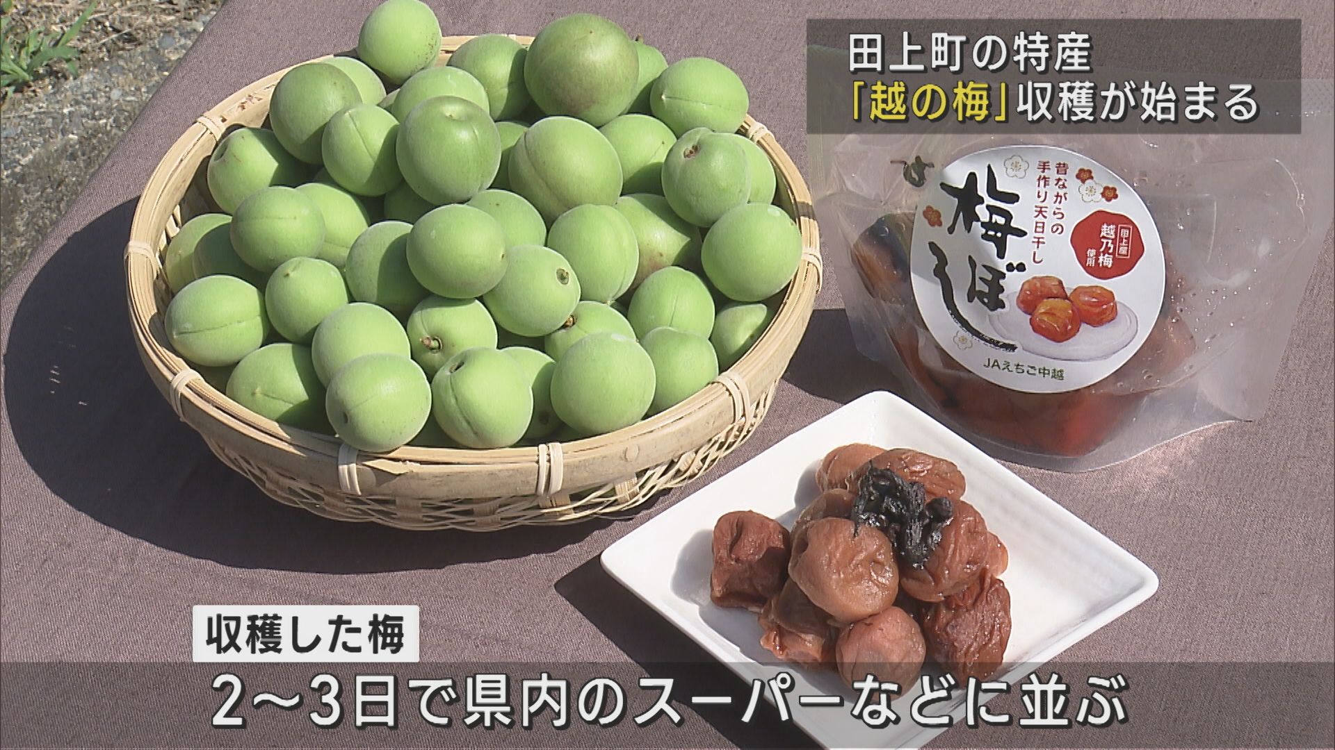 梅干しに適した 田上町の特産「越の梅」収穫が始まる【新潟】 2025年06月18日(水)