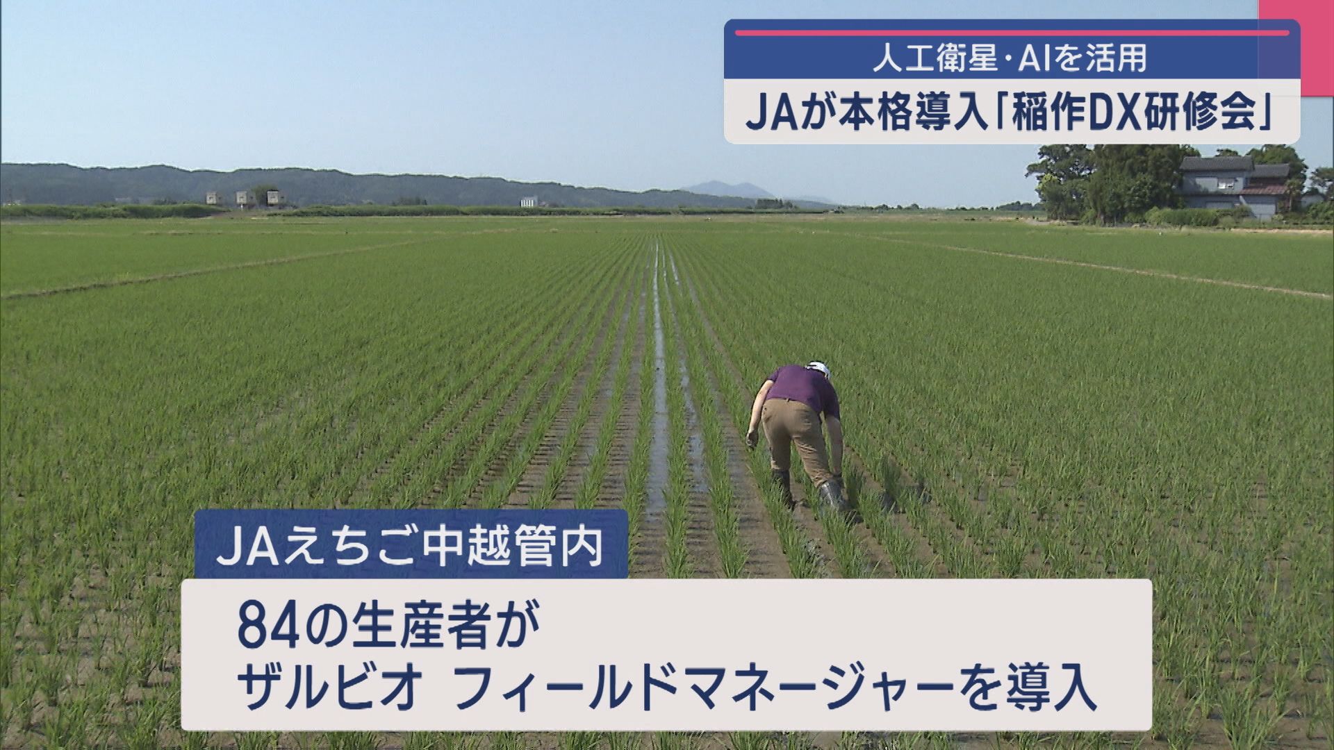 人工衛星・AIを活用「稲作DX研修会」JAが本格導入【新潟】 2025年06月18日(水)