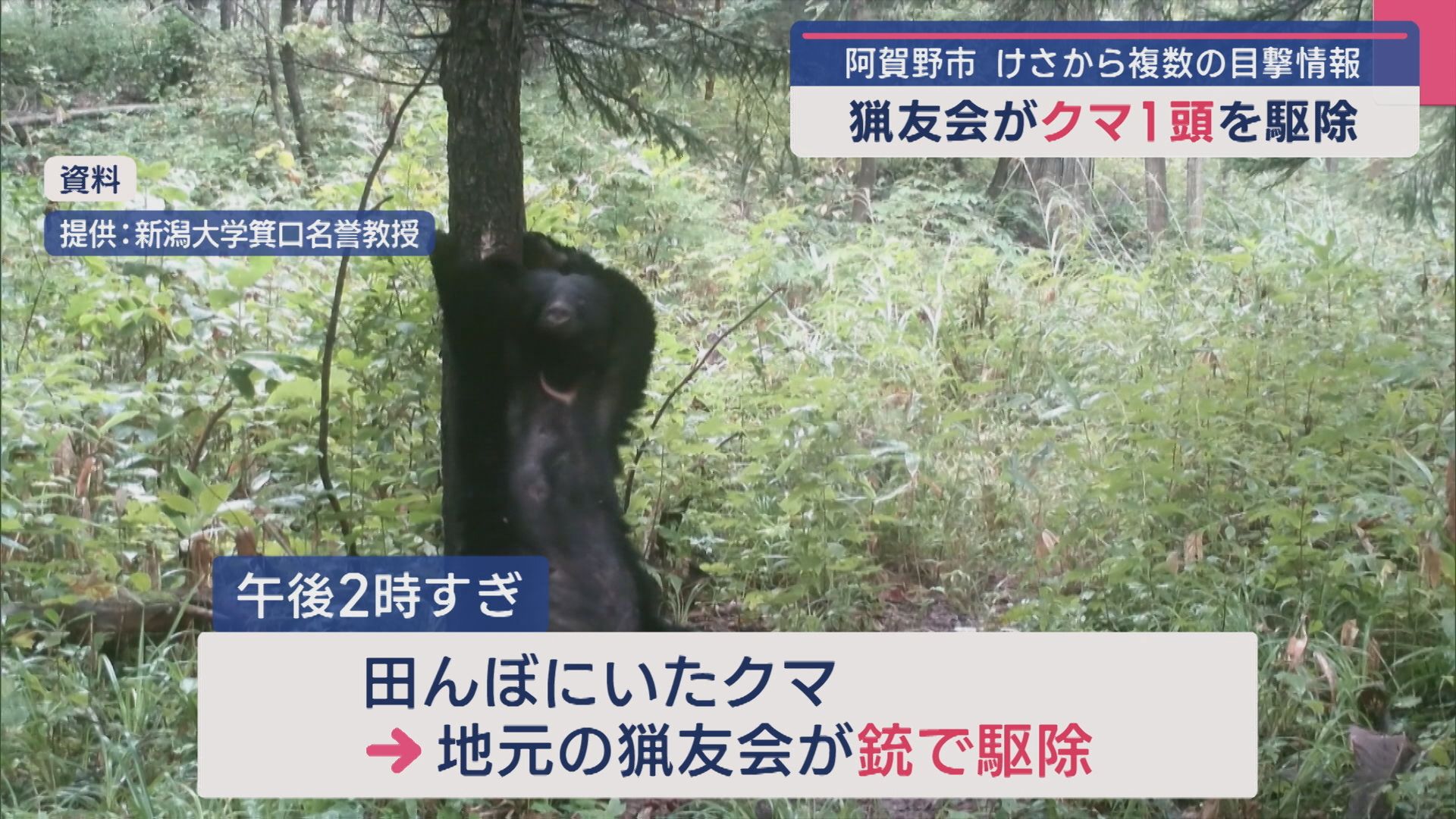 阿賀野市でクマ1頭を猟友会が駆除 体長135cmのオス【新潟】 2025年06月19日(木)