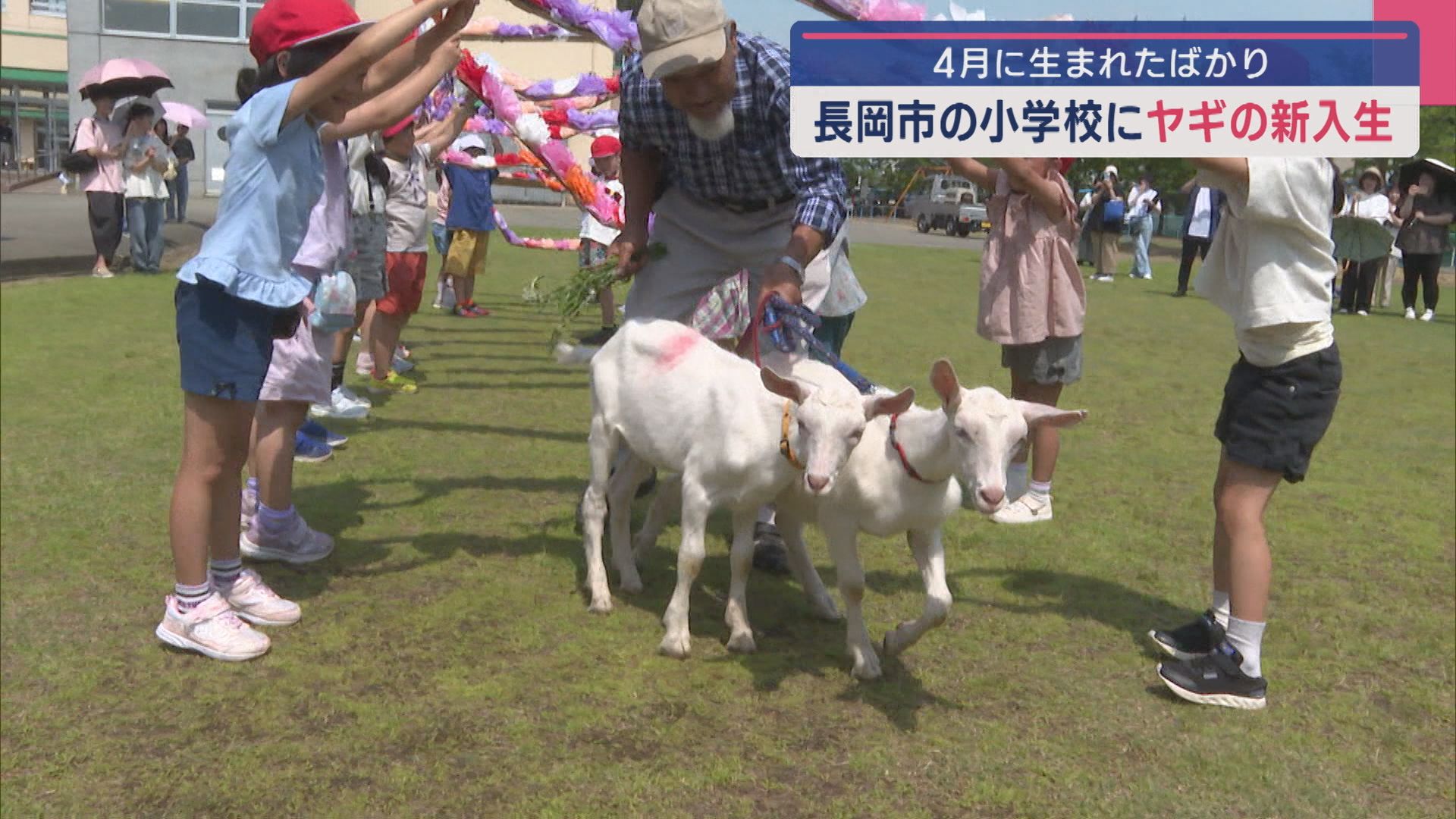 小学校に 4月生まれたばかり新入生は…2匹の子ヤギ【新潟･長岡市】