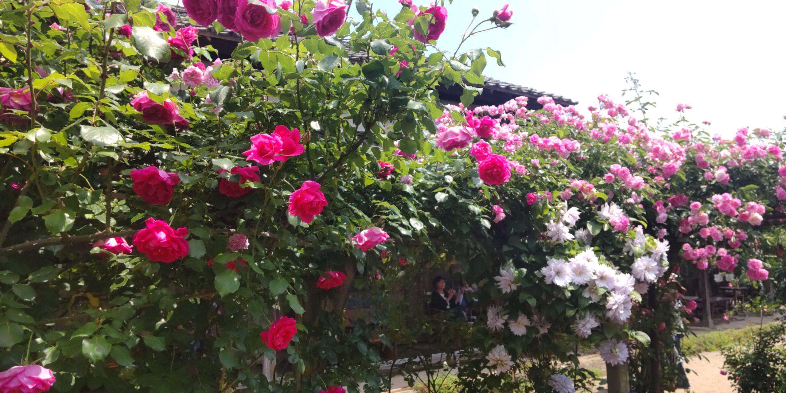 ２０年続く華やかなバラ園 in 聖籠町