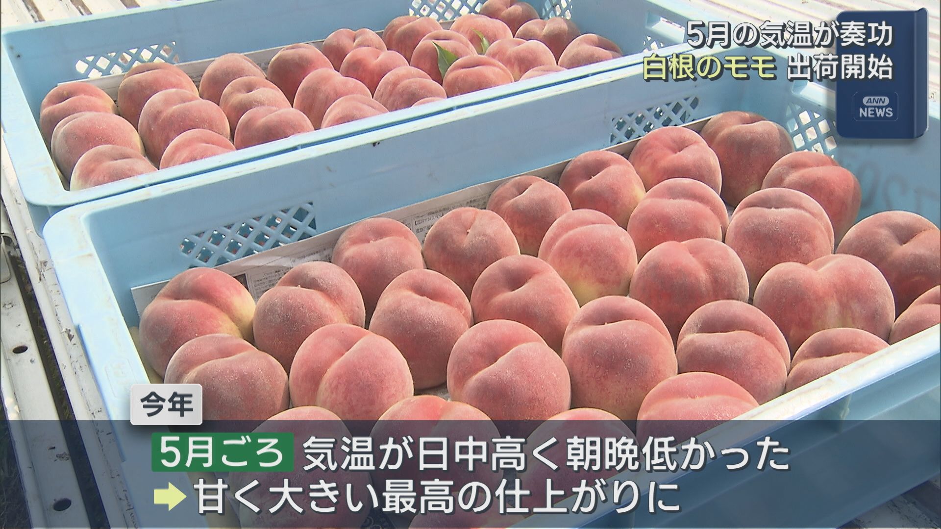 甘み･大きさともに近年ない最高の仕上がり 白根の「モモ」出荷開始【新潟】 2025年07月02日(水)