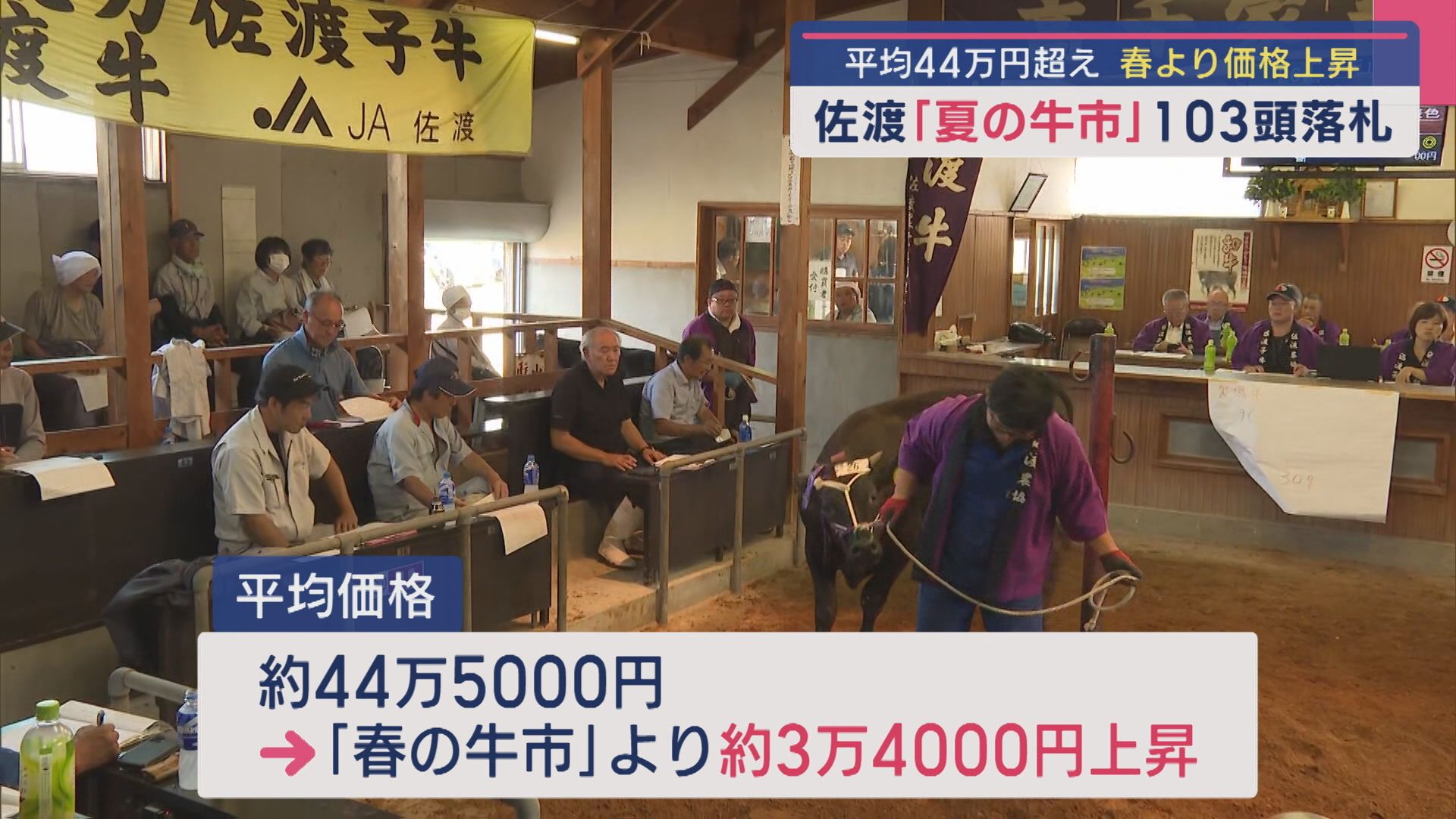 平均44万円超 春よりも価格上昇「夏の牛市」【新潟･佐渡市】 2025年07月02日(水)