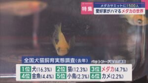 【特集】愛好家がハマる「メダカ」の世界 ひそかなブームの理由は〝改良メダカ〟!?【新潟】 2025年07月02日(水)