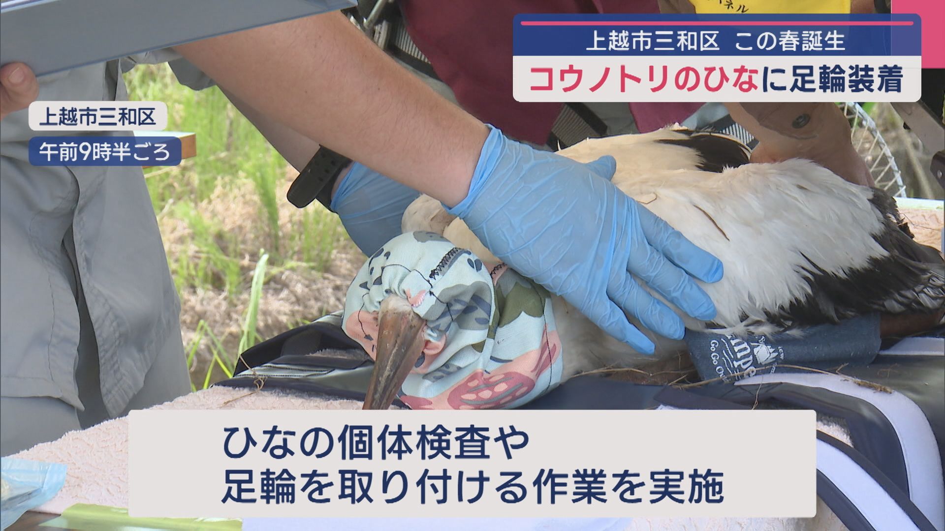 この春に誕生「コウノトリ」のひなに足環を装着【新潟･上越市三和区】 2025年07月09日(水)