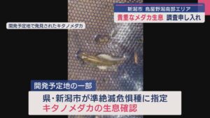 大型商業施設の建設計画「鳥屋野潟南部エリア」で貴重なメダカ生息 市に調査申し入れ【新潟】 2025年07月10日(木)