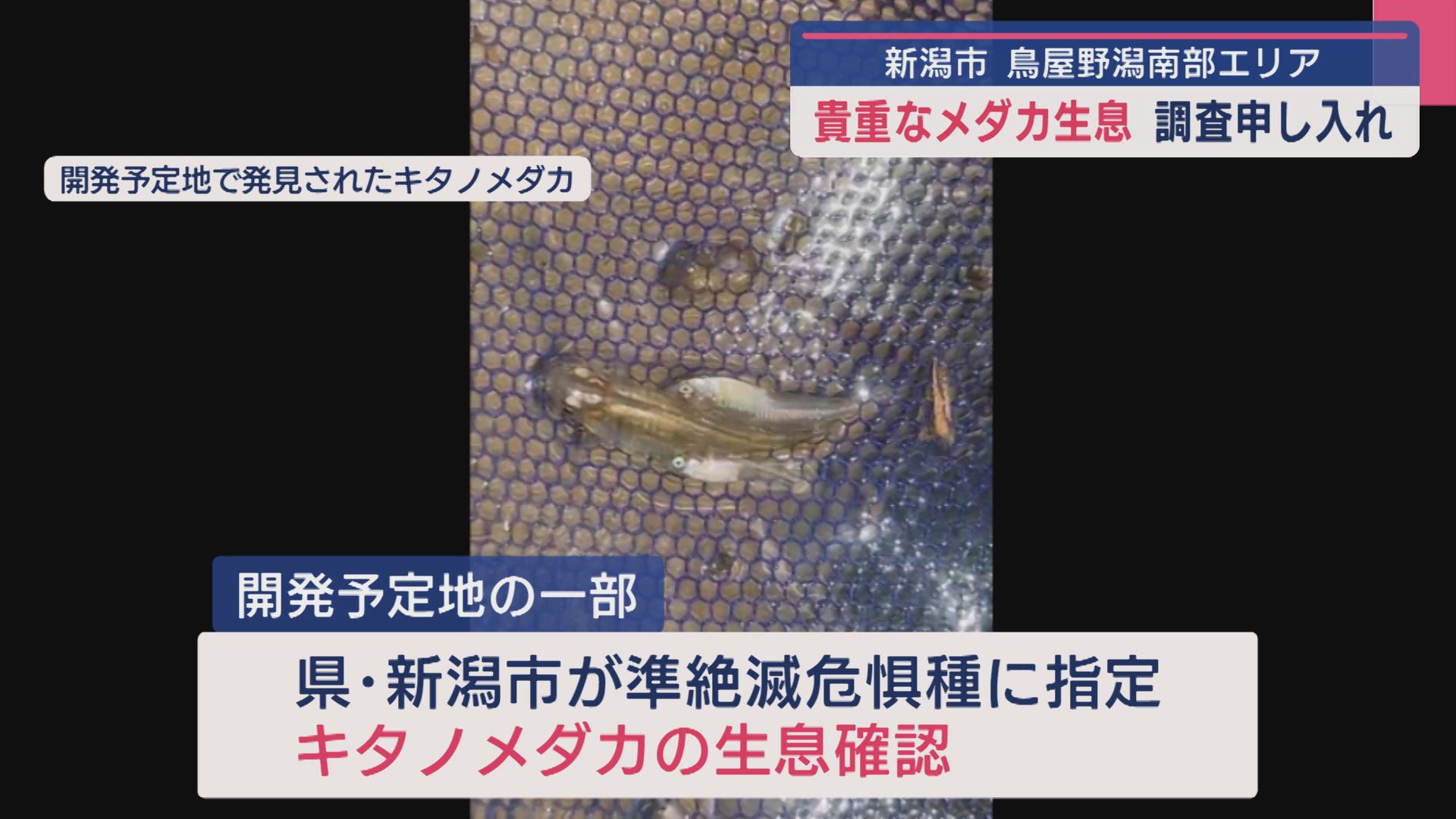 大型商業施設の建設計画「鳥屋野潟南部エリア」で貴重なメダカ生息 市に調査申し入れ【新潟】 2025年07月10日(木)