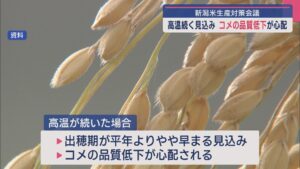 高温続く見込みで「コメの品質低下」が心配：新潟米生産対策会議【新潟】 2025年07月11日(金)