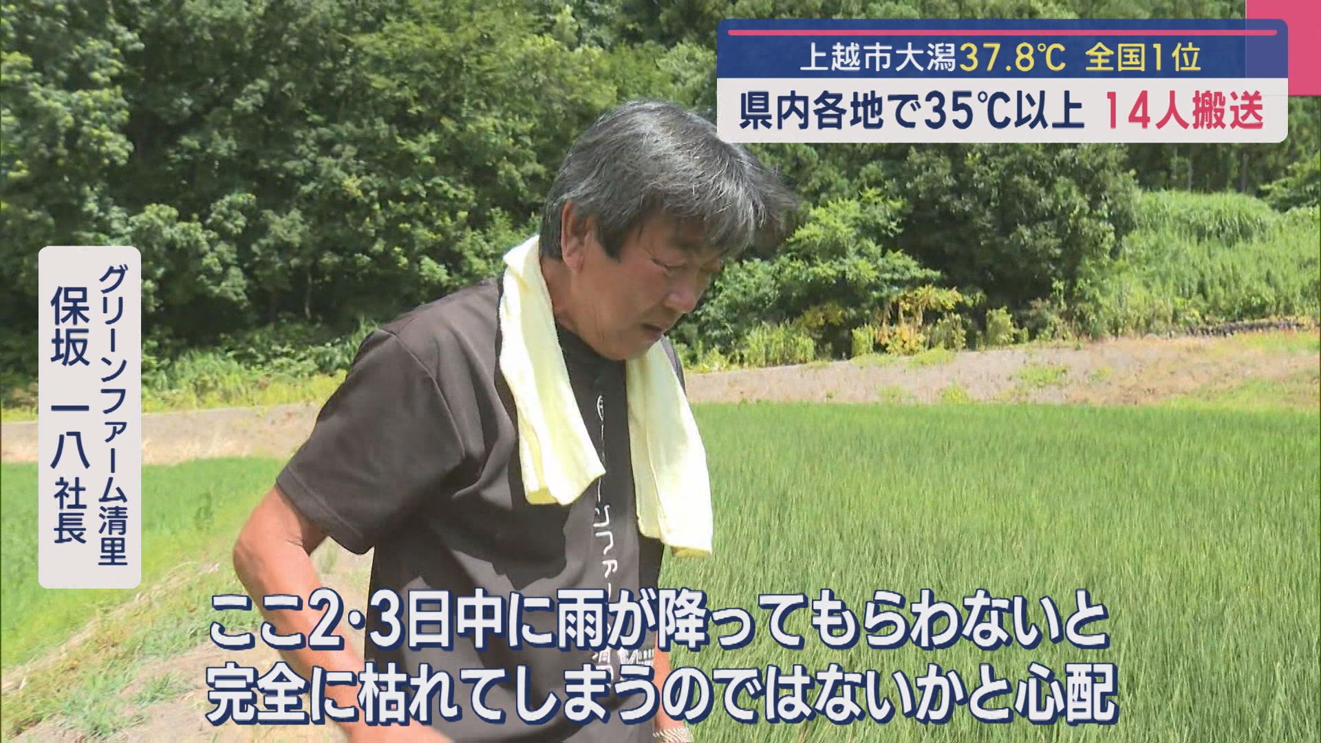 “水不足”でコメ栽培する田んぼにひび「完全に枯れてしまうのでは･･･」【新潟･上越市】 2025年07月14日(月)