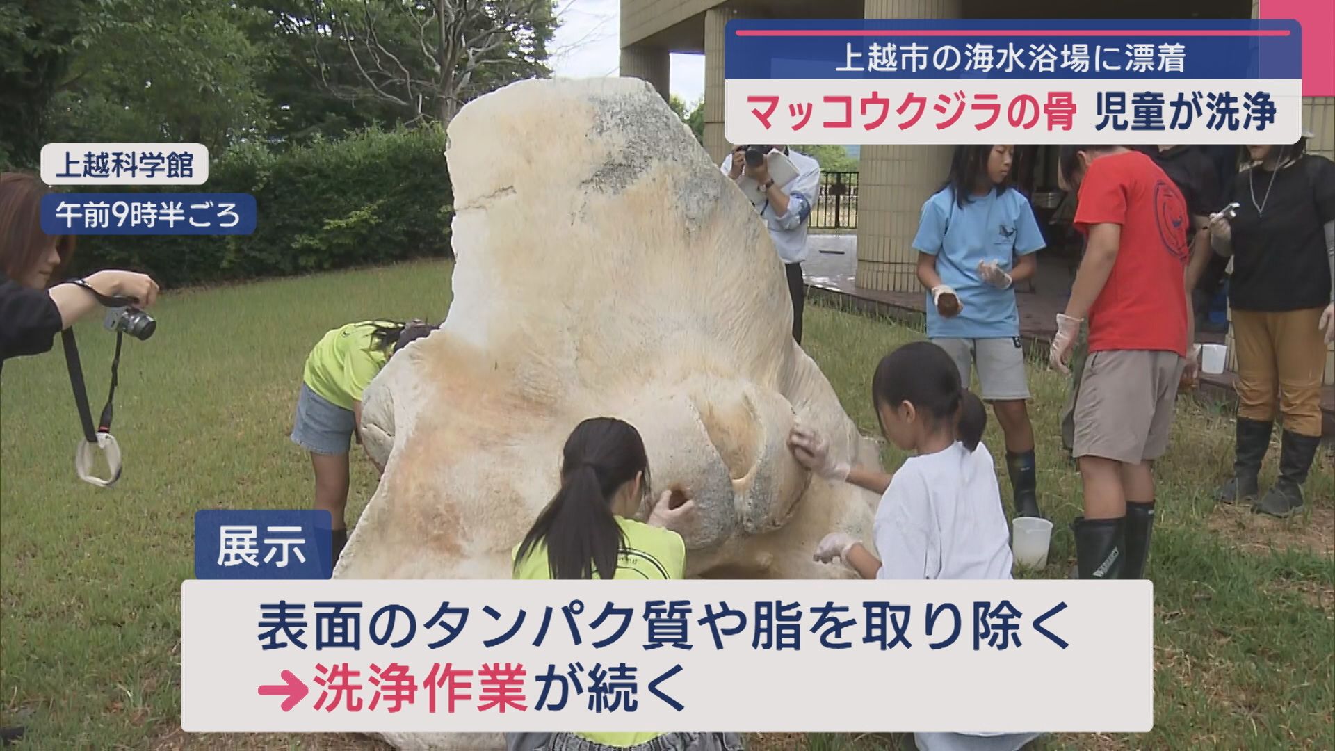 海水浴場に漂着「マッコウクジラ」の骨  上越市の小学生が洗浄体験【新潟】 2025年07月15日(火)