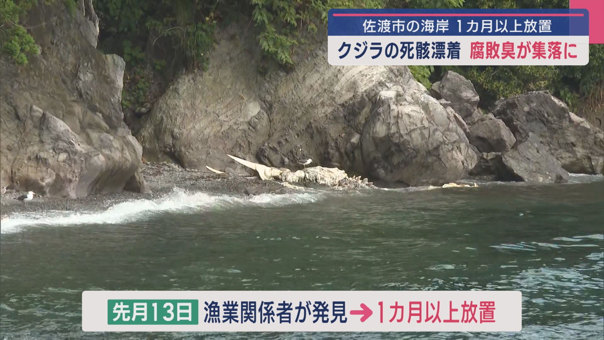海岸に1カ月以上放置…クジラの死骸が漂着、腐敗臭が集落に【新潟･佐渡市】