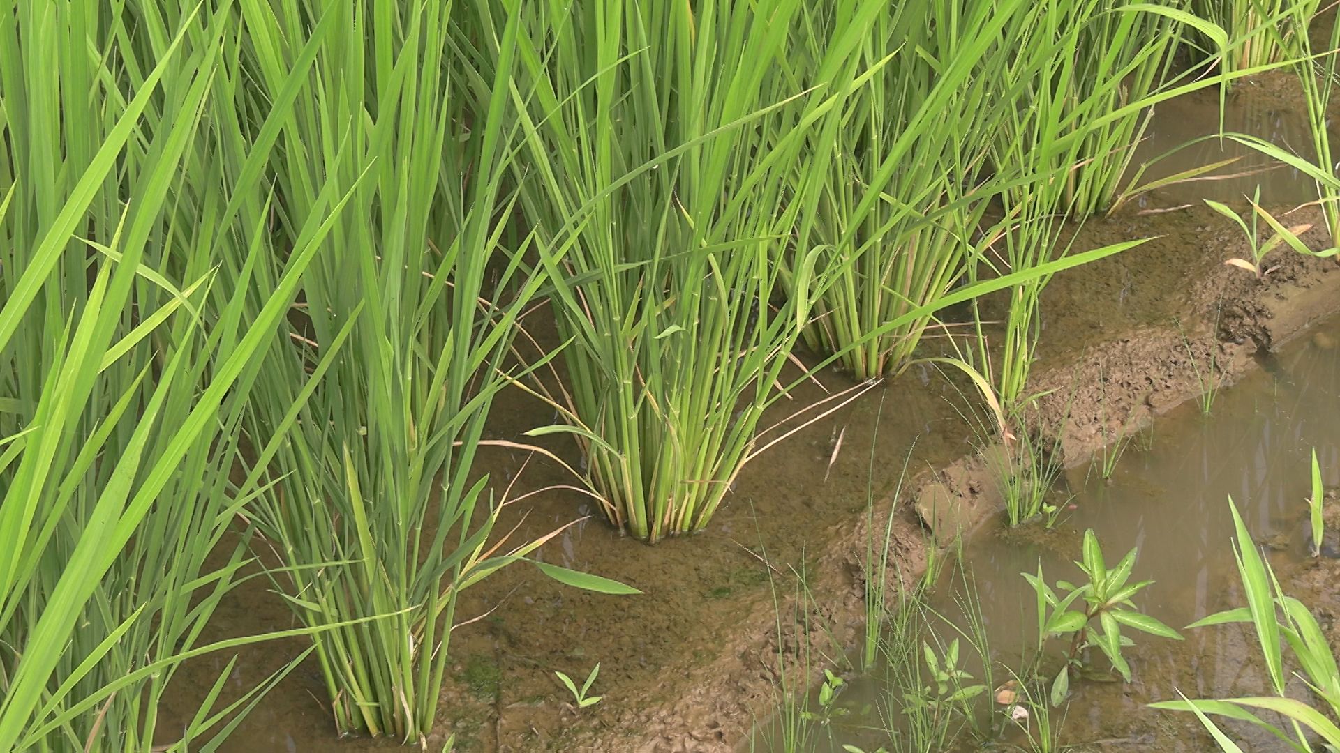 高温続き…コシヒカリなどのイネが栄養不足 適切な穂肥を【新潟】 2025年07月20日(日)