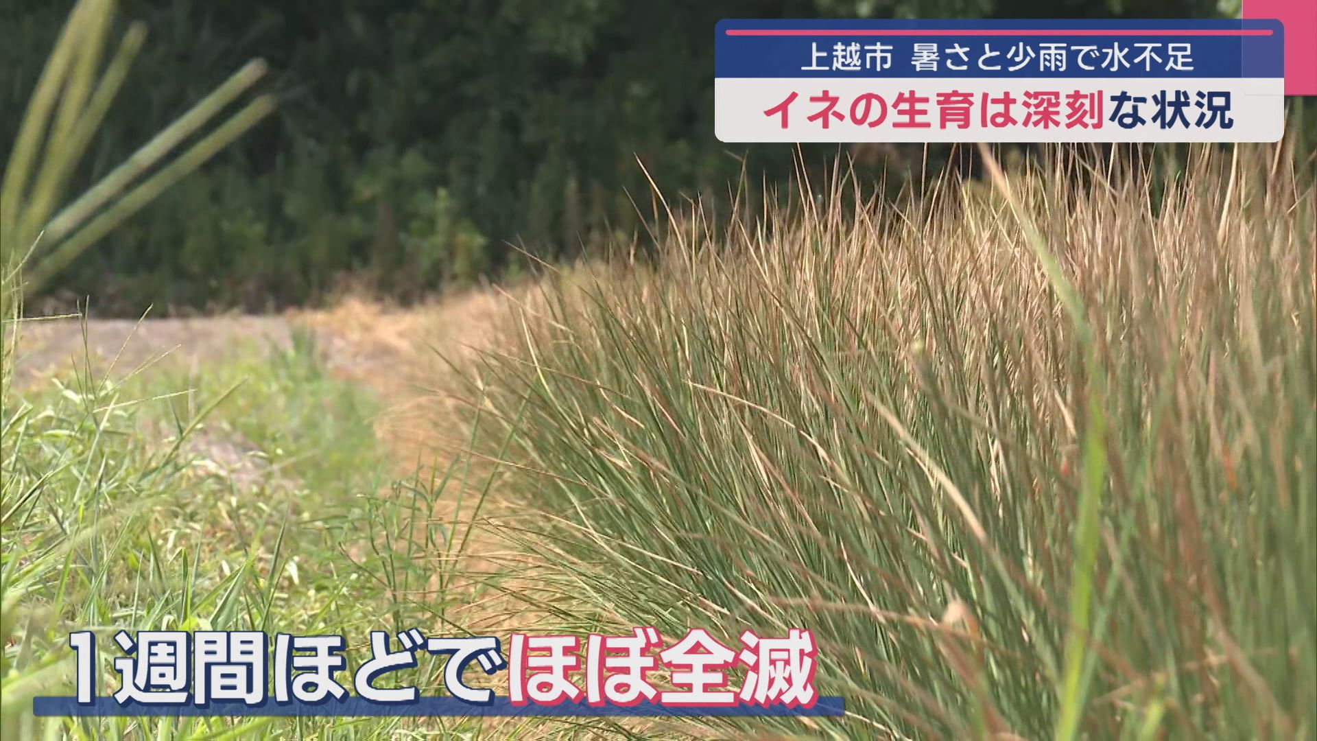 生育を諦め家畜のえさに･･･水不足で田んぼが深刻な状況、厳しい暑さと記録的な少雨【新潟･上越市】