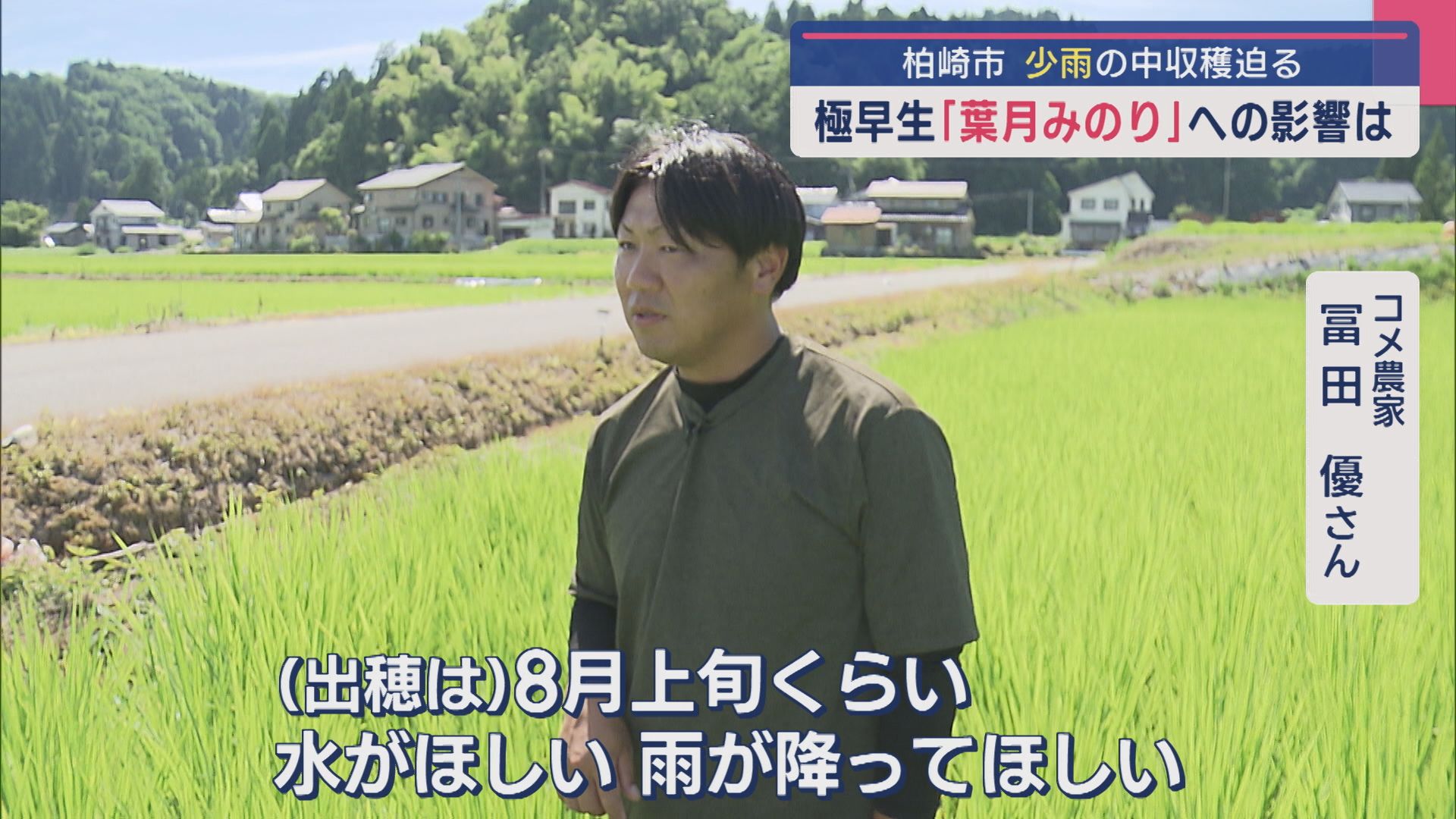 極早生「葉月みのり」への影響は 少雨のなか収穫迫る【新潟･柏崎市】
