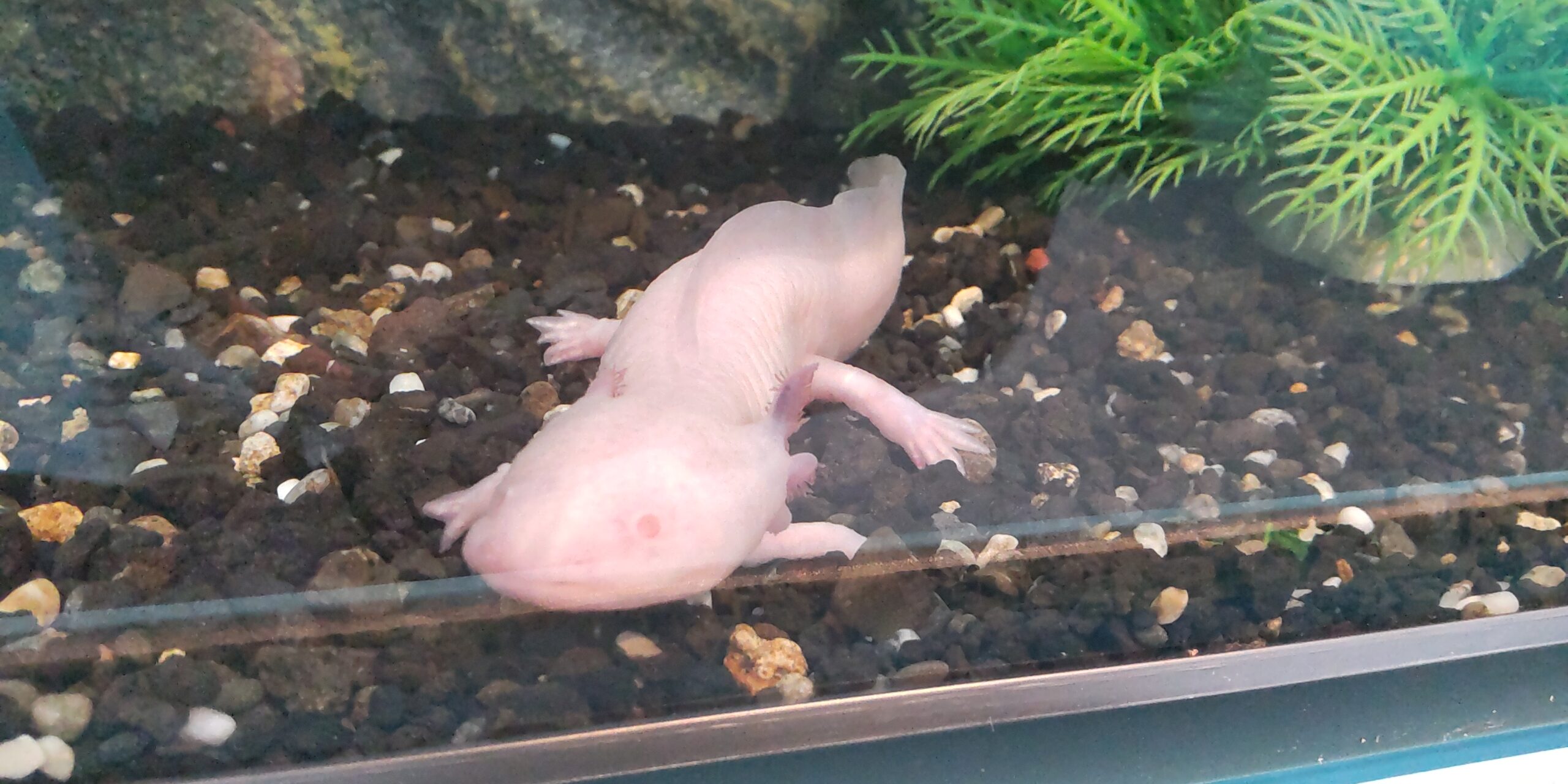 小さな生き物たちが大集結！リトルモンスター展