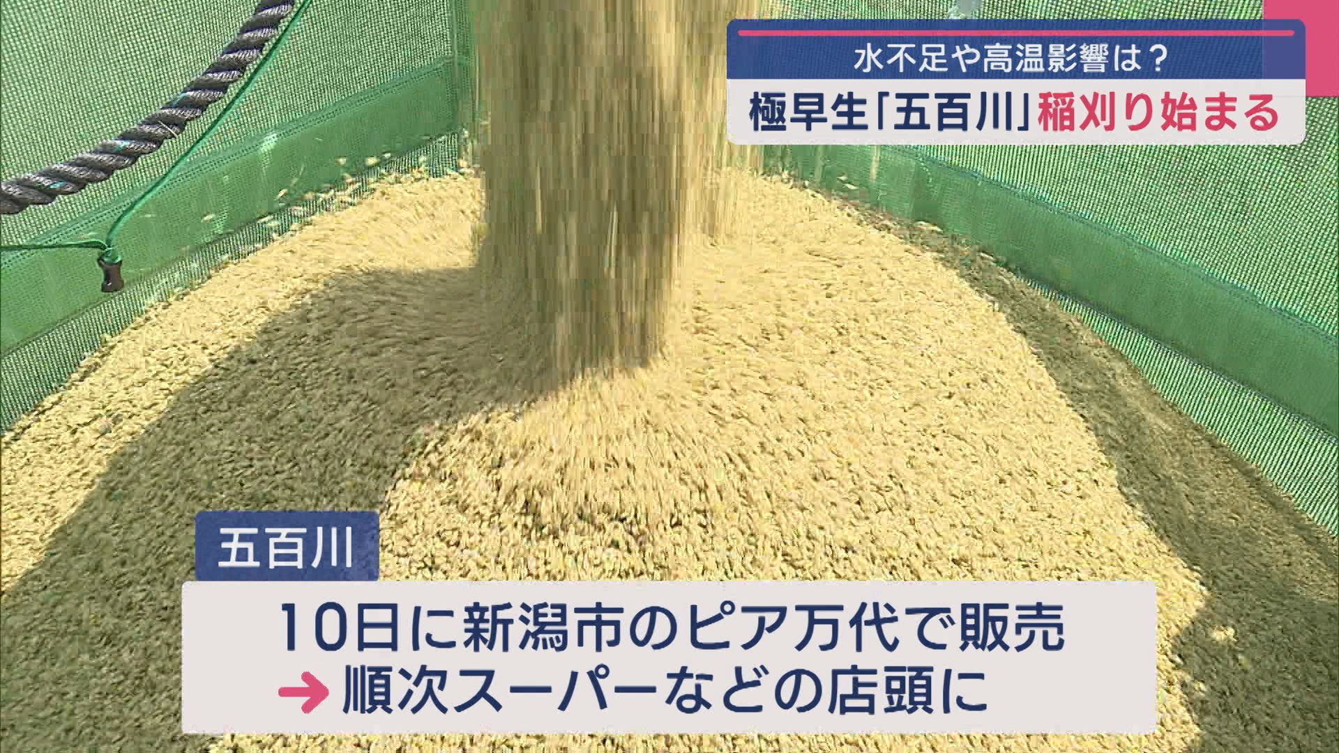 新潟市西蒲区で極早生品種の稲刈りスタート、順次店頭へ【新潟】