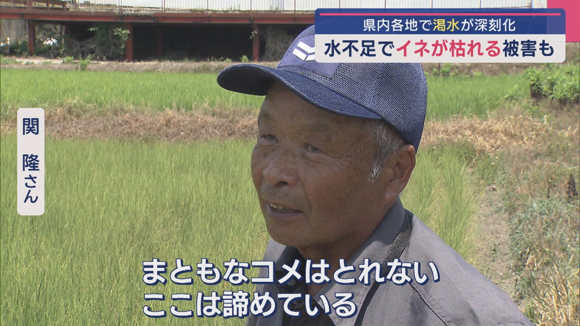 水不足で…イネが枯れる被害も「まともなコメはとれない」県内各地で渇水が深刻化【新潟･魚沼市】