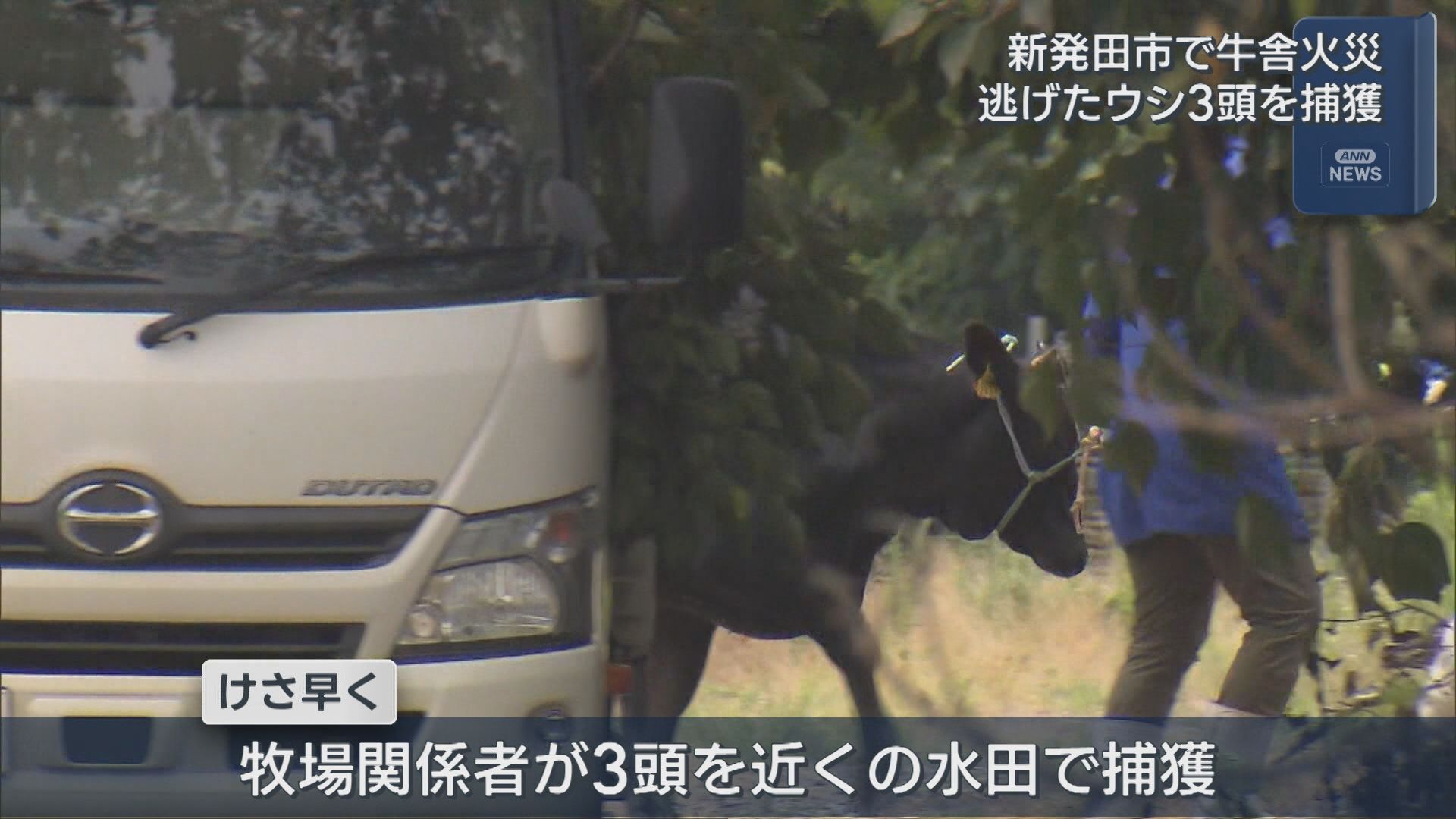 新発田市で牛舎火災：逃げたウシ3頭を牧場近くの水田で捕獲【新潟】