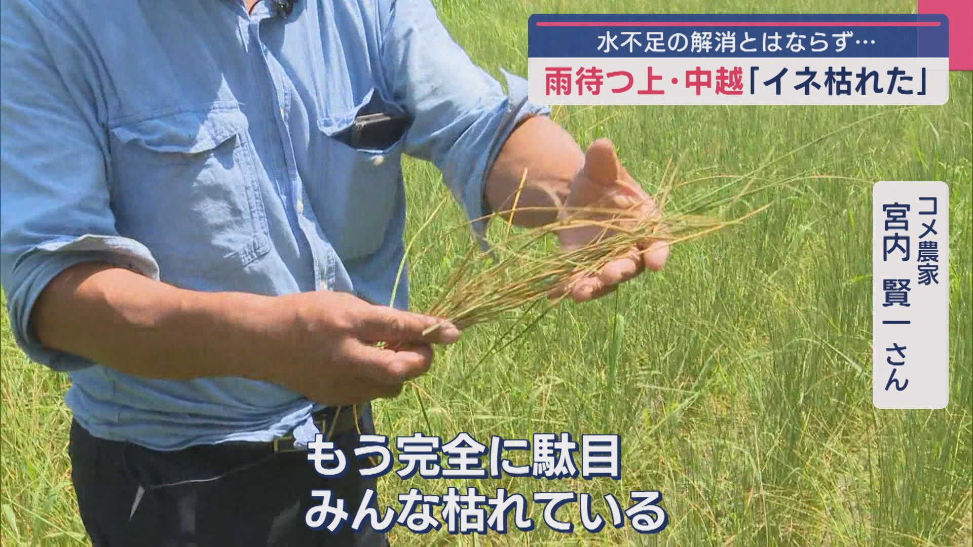 雨待つ上･中越 農家「イネ枯れた」下越中心に恵みの雨、6日は大雨警戒【新潟】