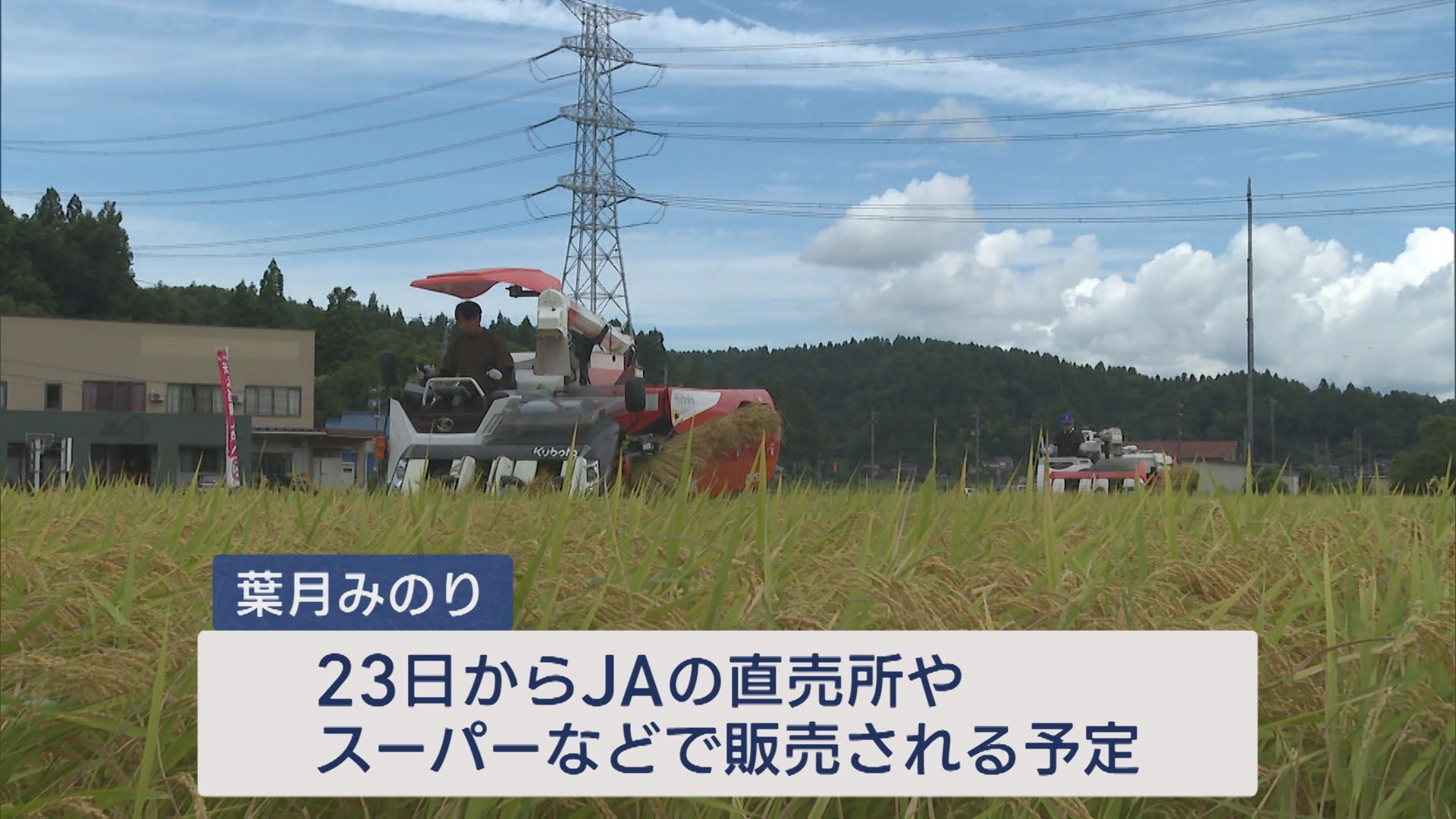 大粒で甘み強いのが特徴・極早生「葉月みのり」収穫始まる【新潟･柏崎市】 2025年08月11日(月)