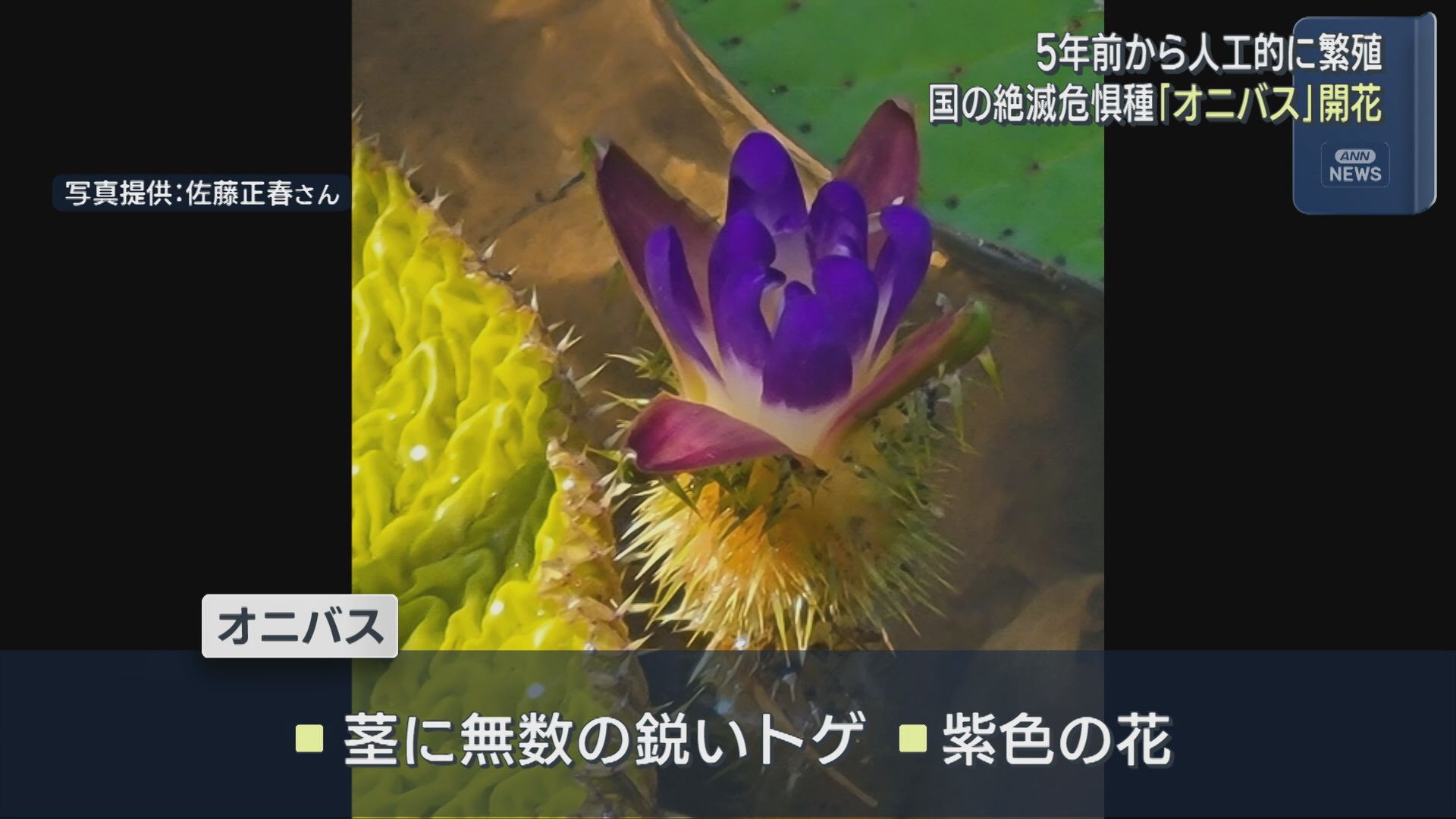 可憐な紫色の花咲かす 国の絶滅危惧種「オニバス」開花 5年前から人工的に繁殖【新潟･上越市】 2025年08月14日(木)