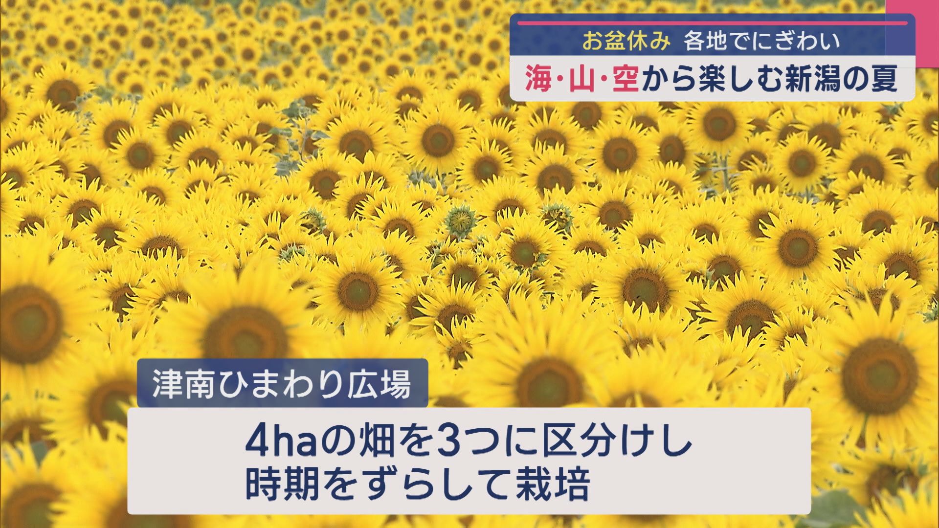 海・山・空から夏の新潟を満喫！お盆休みは各地でにぎわい：「山」編【新潟】 2025年08月14日(木)