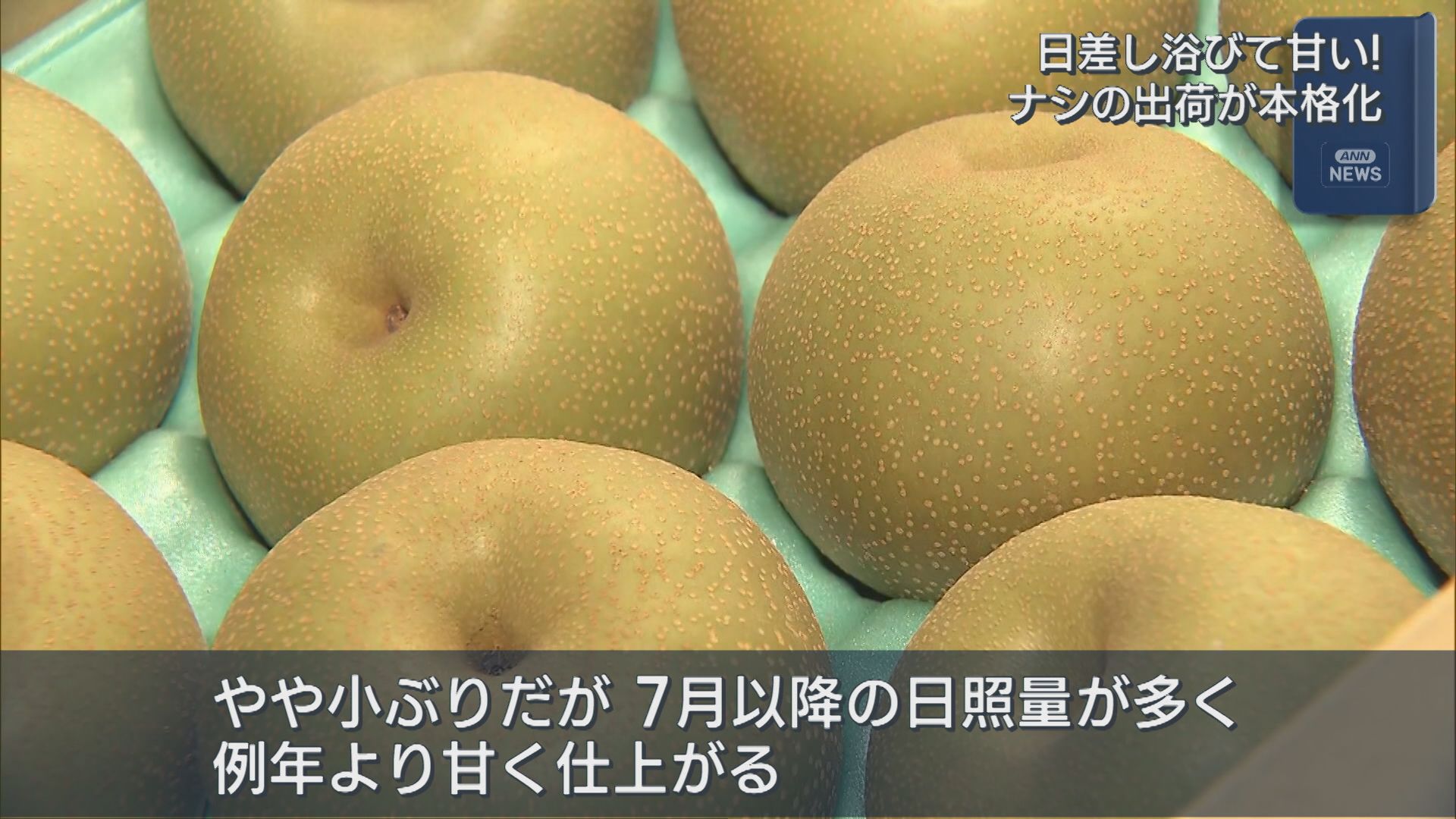 たっぷり日差し浴びて例年より甘い！「ナシ」出荷が本格化【新潟】