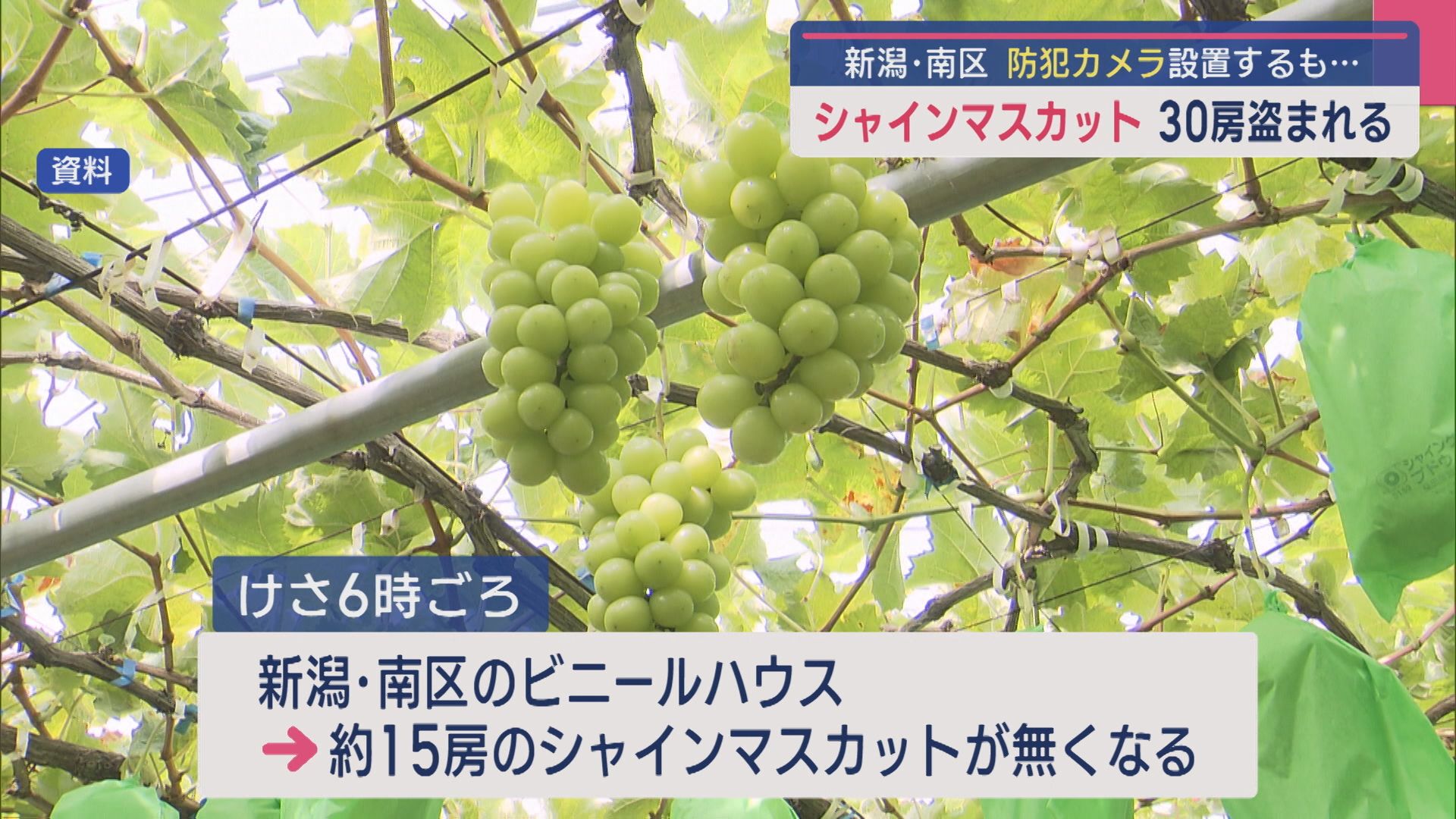 去年も被害…防犯カメラ設置も シャインマスカットが2日間で30房盗まれる【新潟】 2025年08月19日(火)