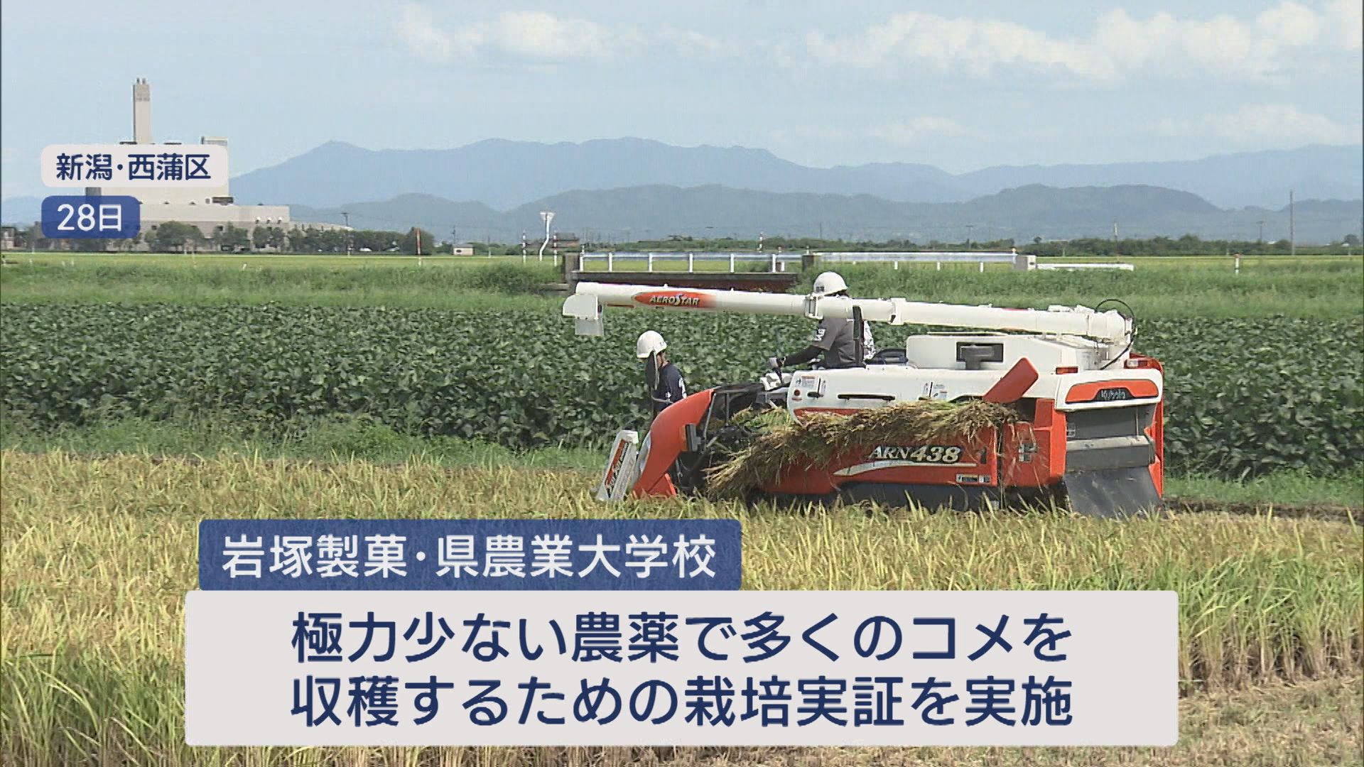 極力少ない農薬で多くのコメを収穫「環境配慮のコメ作り」県農業大学と米菓メーカーが連携【新潟】 2025年09月01日(月)