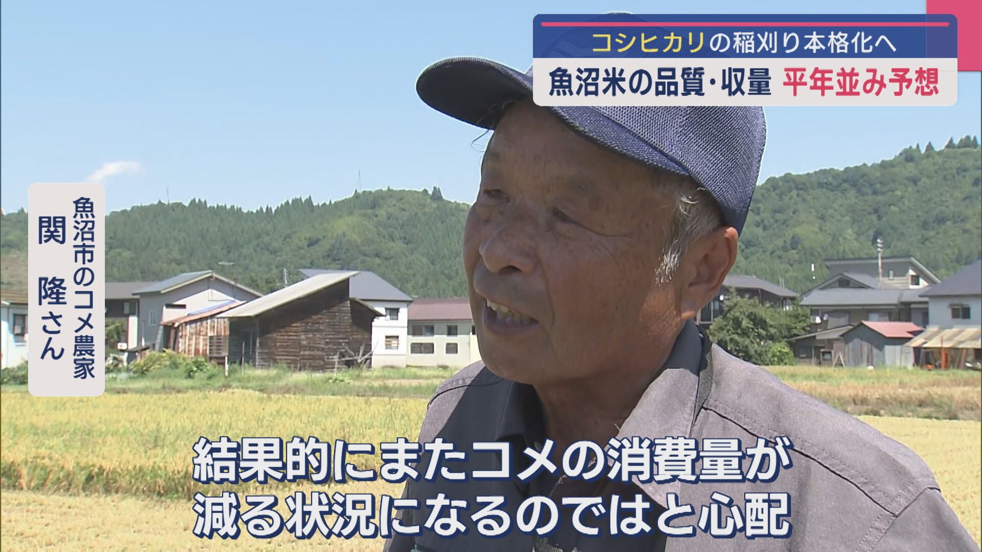コメ価格増も「何とかみんな我慢して」不安も･･･コシヒカリの稲刈り本格化へ【新潟】