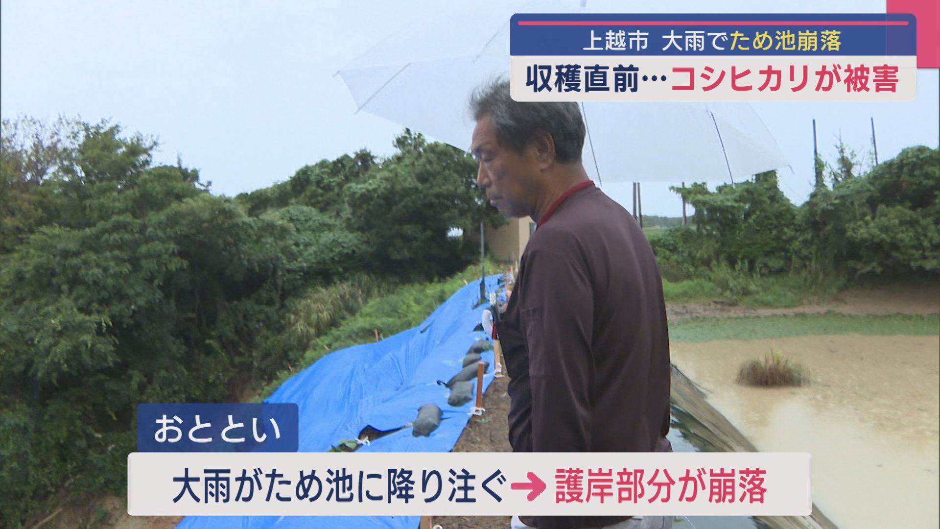 コシヒカリ収穫直前「最後の最後で･･･」水を供給するため池が崩落：上越市の大雨被害【新潟】 2025年09月05日(金)