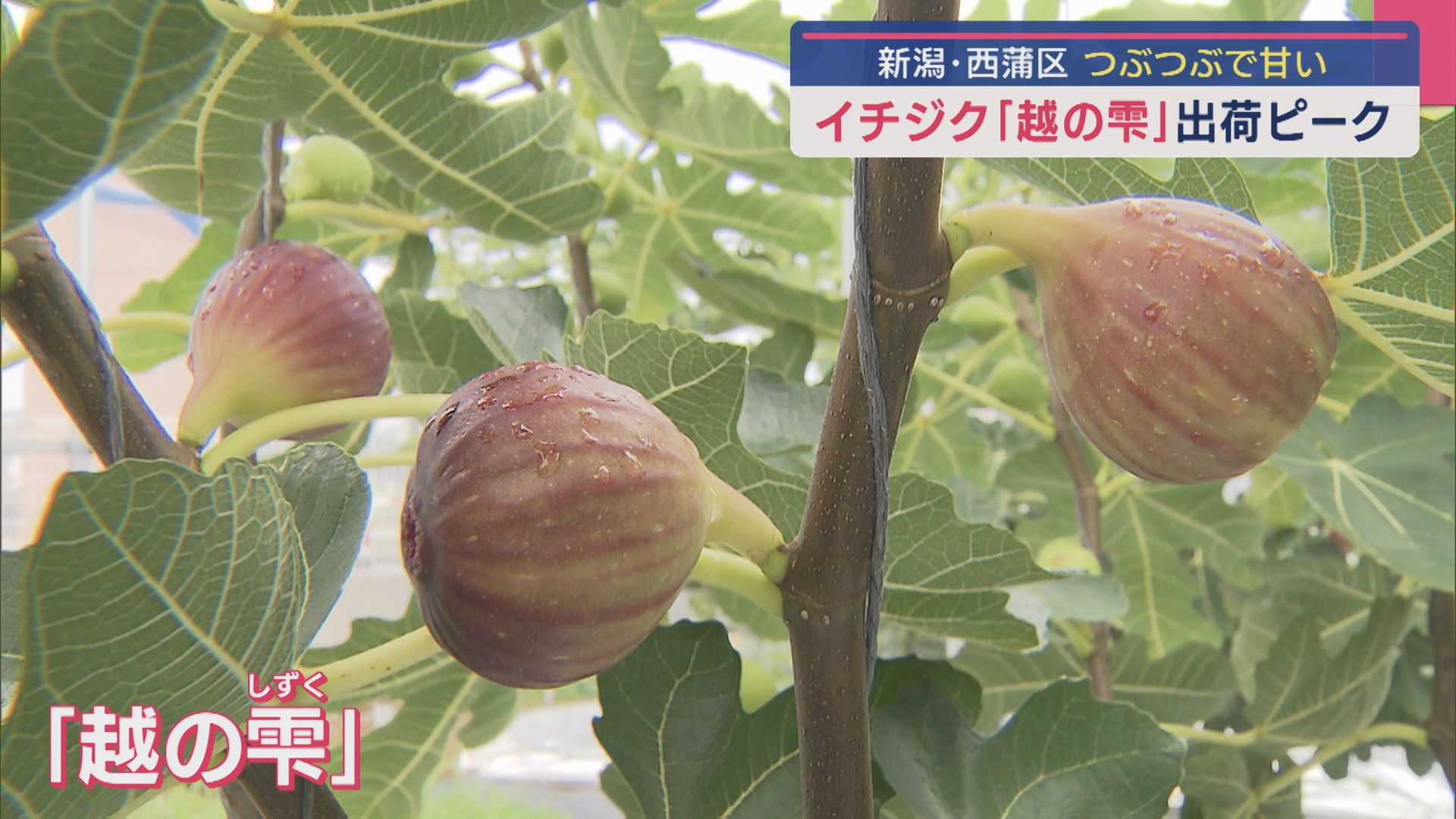 つぶつぶの食感と甘味が凝縮！秋の味覚「イチジク」が出荷ピーク【新潟】 2025年09月05日(金)
