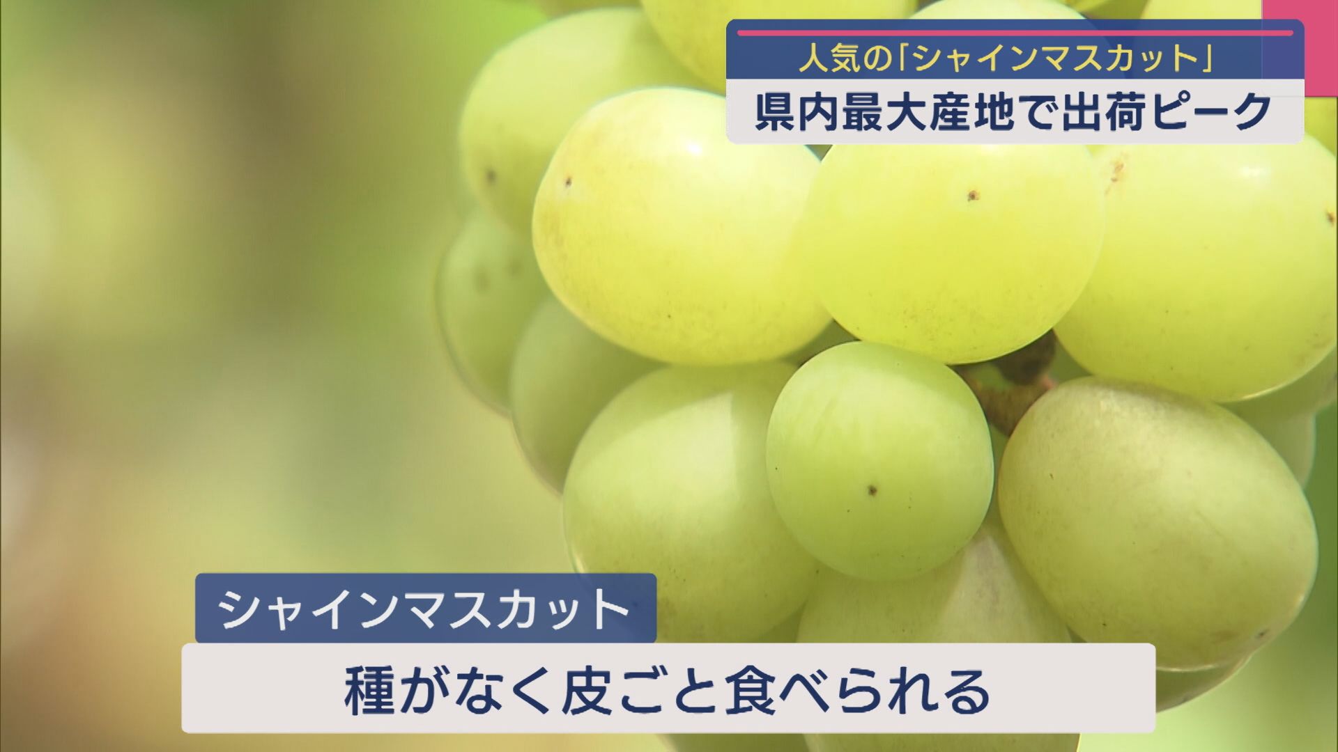 糖度の高い状態に仕上がった「シャインマスカット」県内の最大産地で出荷ピーク【新潟】 2025年09月09日(火)