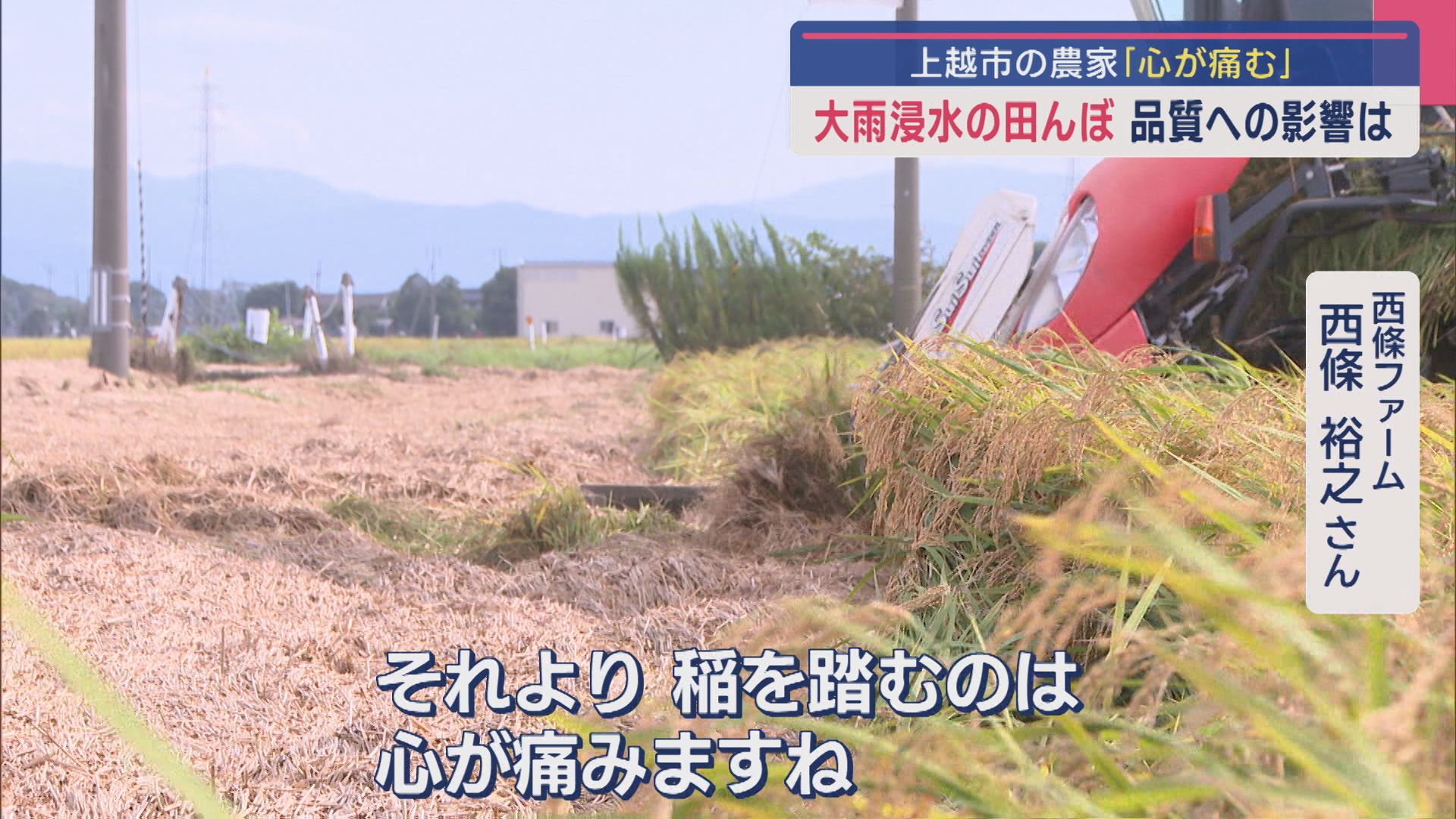 農家「稲を踏むのは心が痛む」大雨浸水の田んぼで稲刈り、品質への影響は【新潟･上越市】