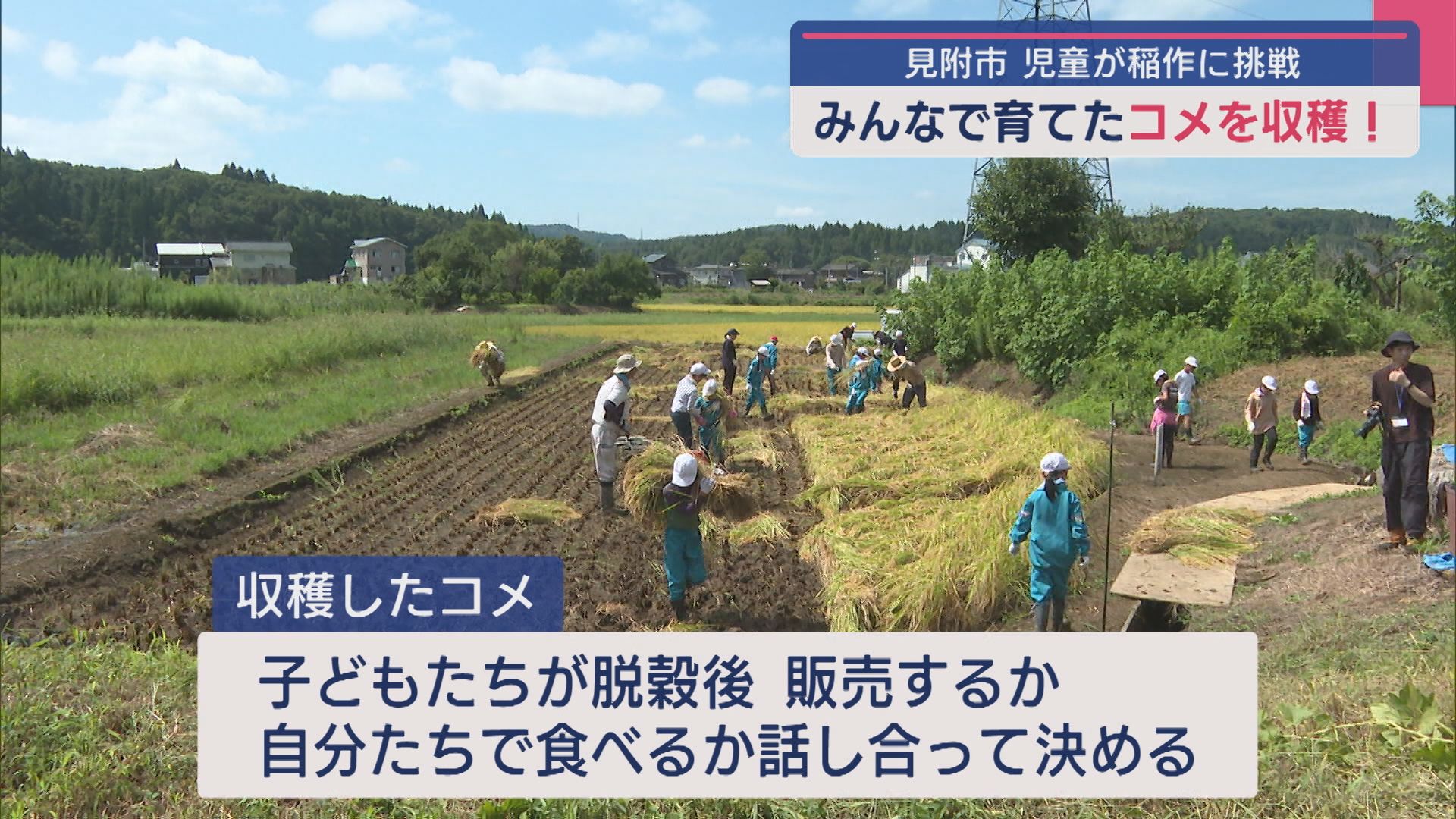 田植え･肥料作りから稲刈りも！小学生が育てたコメを収穫【新潟･見附市】